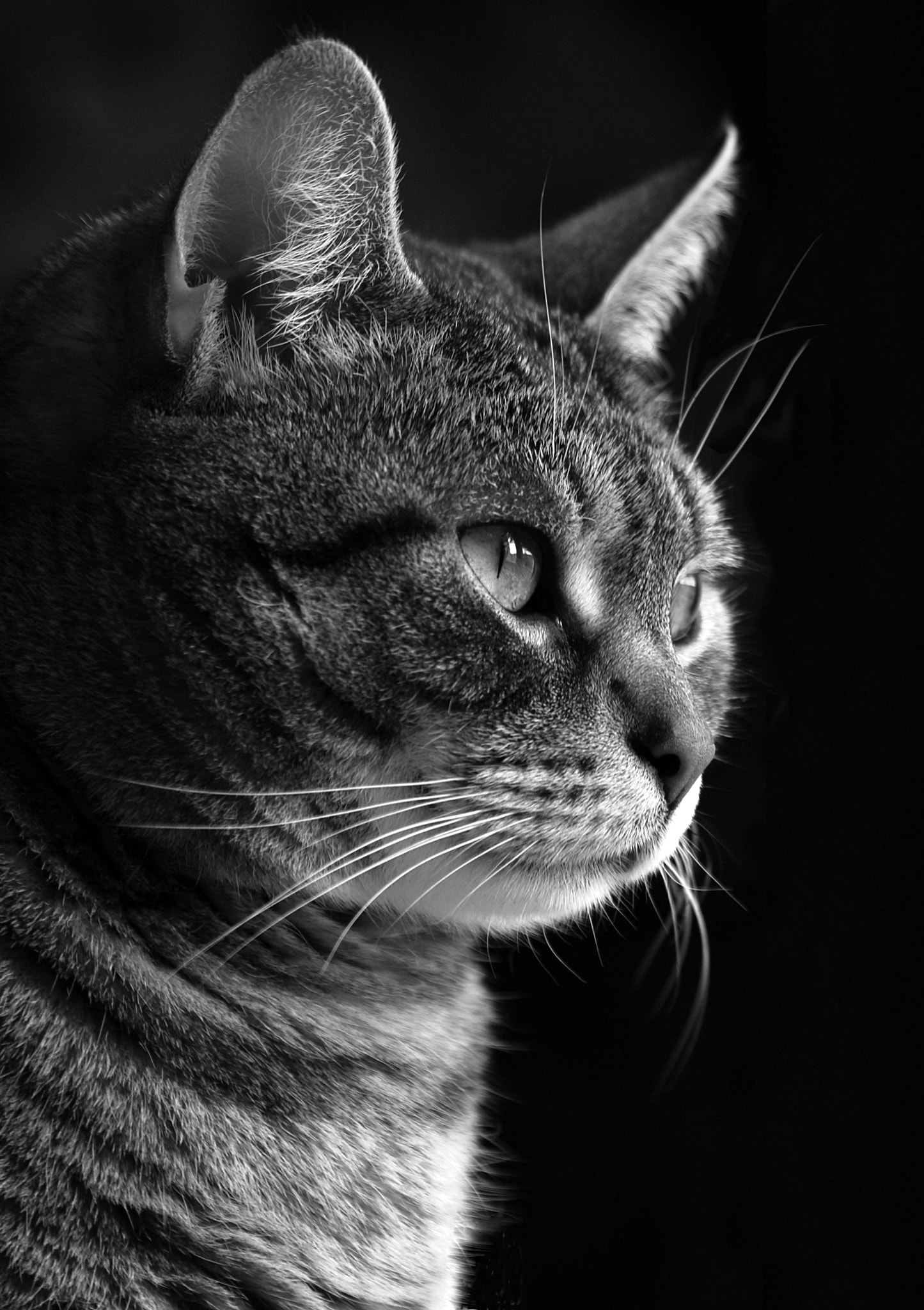 Sigma 70-300mm F4-5.6 APO DG Macro sample photo. European cat - name`s floss photography
