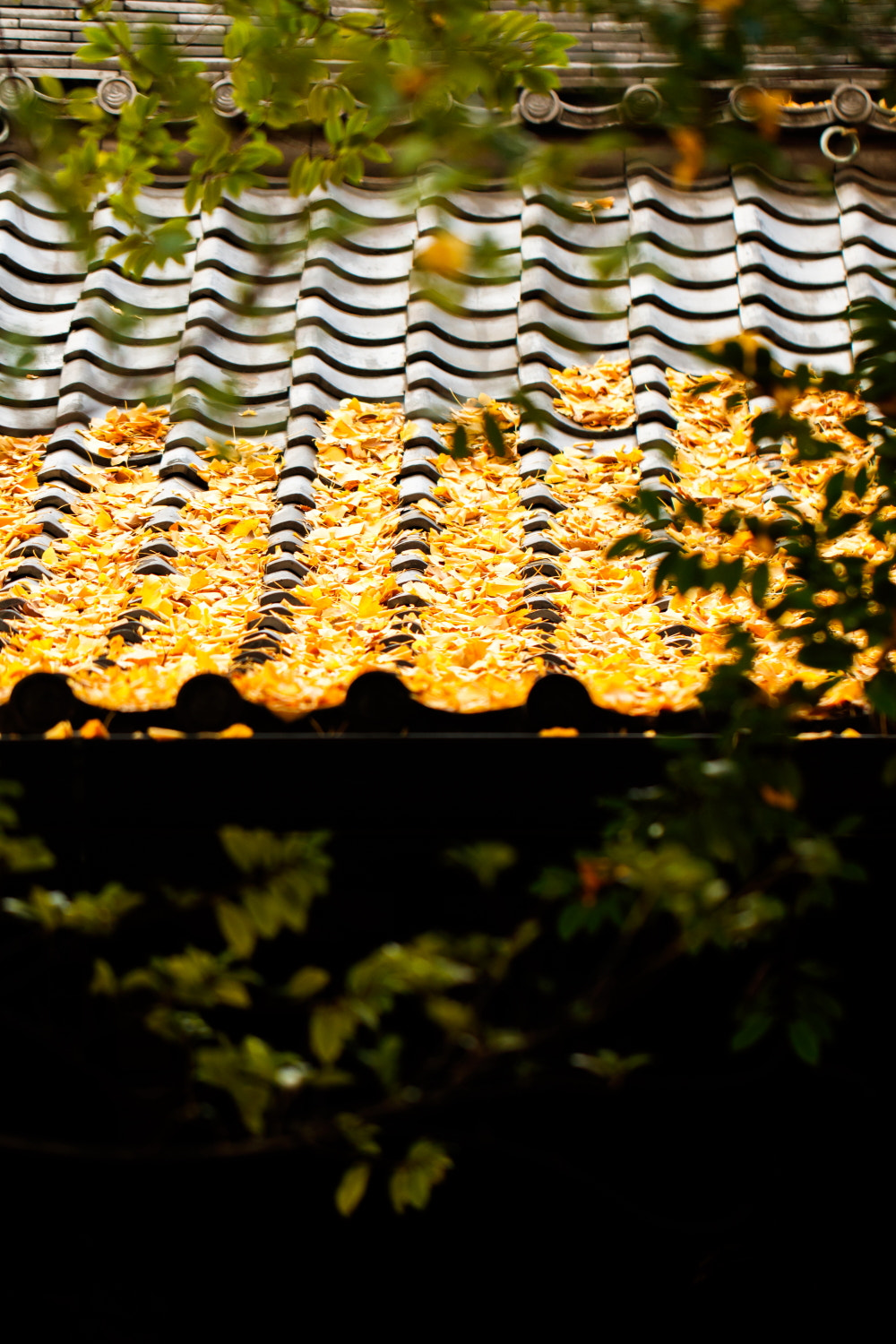 Canon EOS M3 + Canon EF 100mm F2.8L Macro IS USM sample photo. Autumn leaves photography
