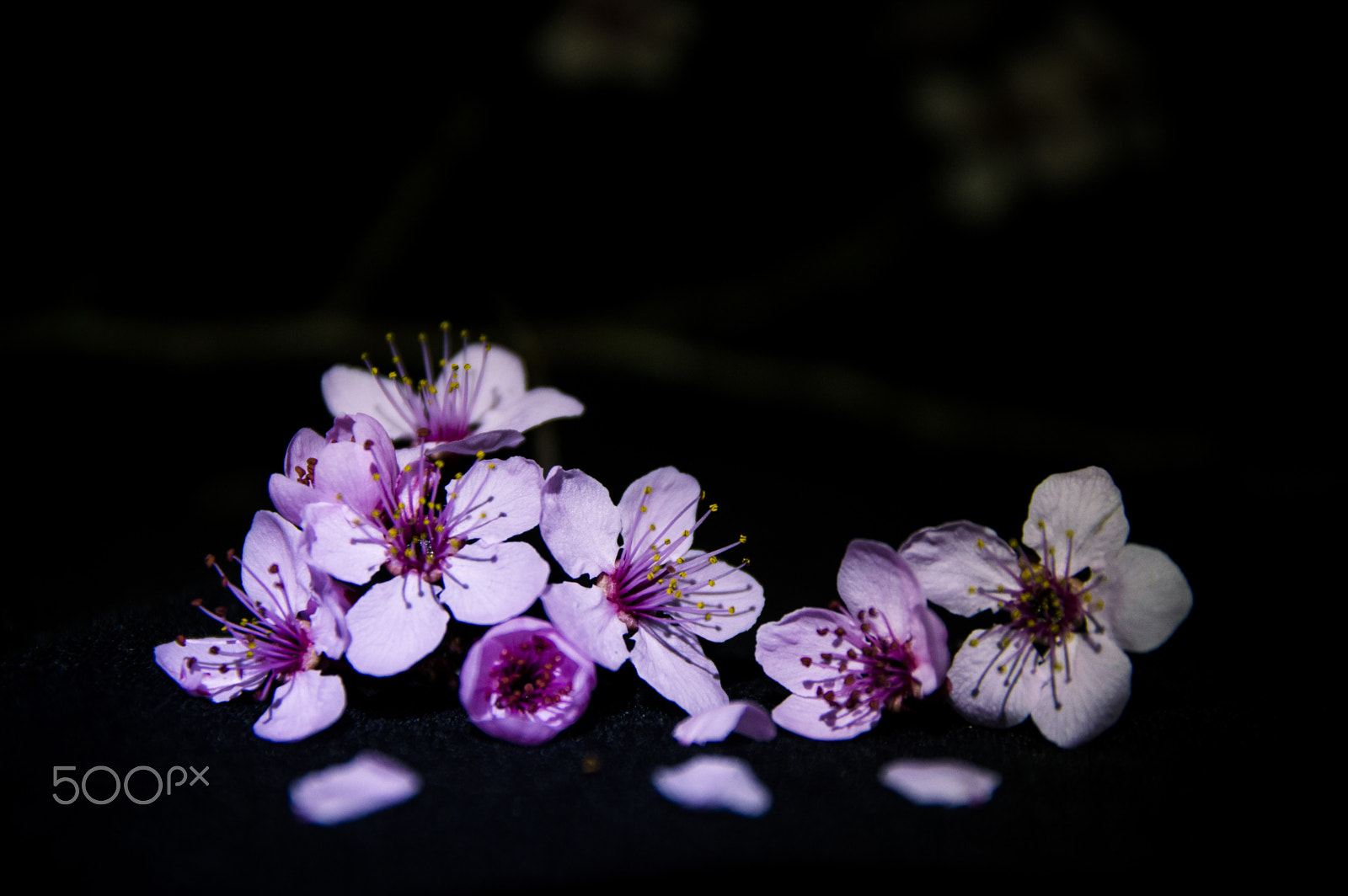 Nikon D3200 + Sigma 17-70mm F2.8-4 DC Macro OS HSM | C sample photo. Prunus flowers photography