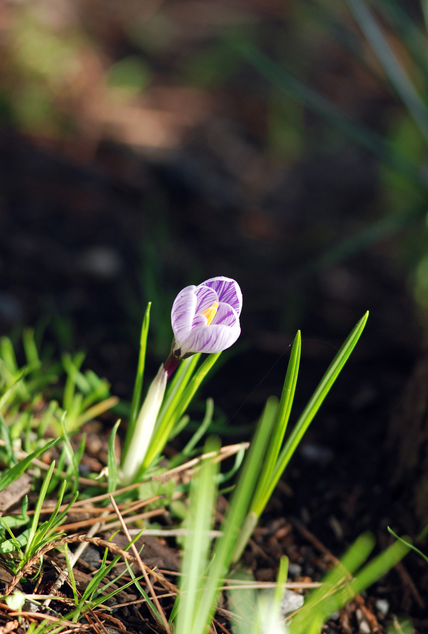Nikon AF-Nikkor 80-200mm F2.8D ED sample photo. Little wild flower in spring photography