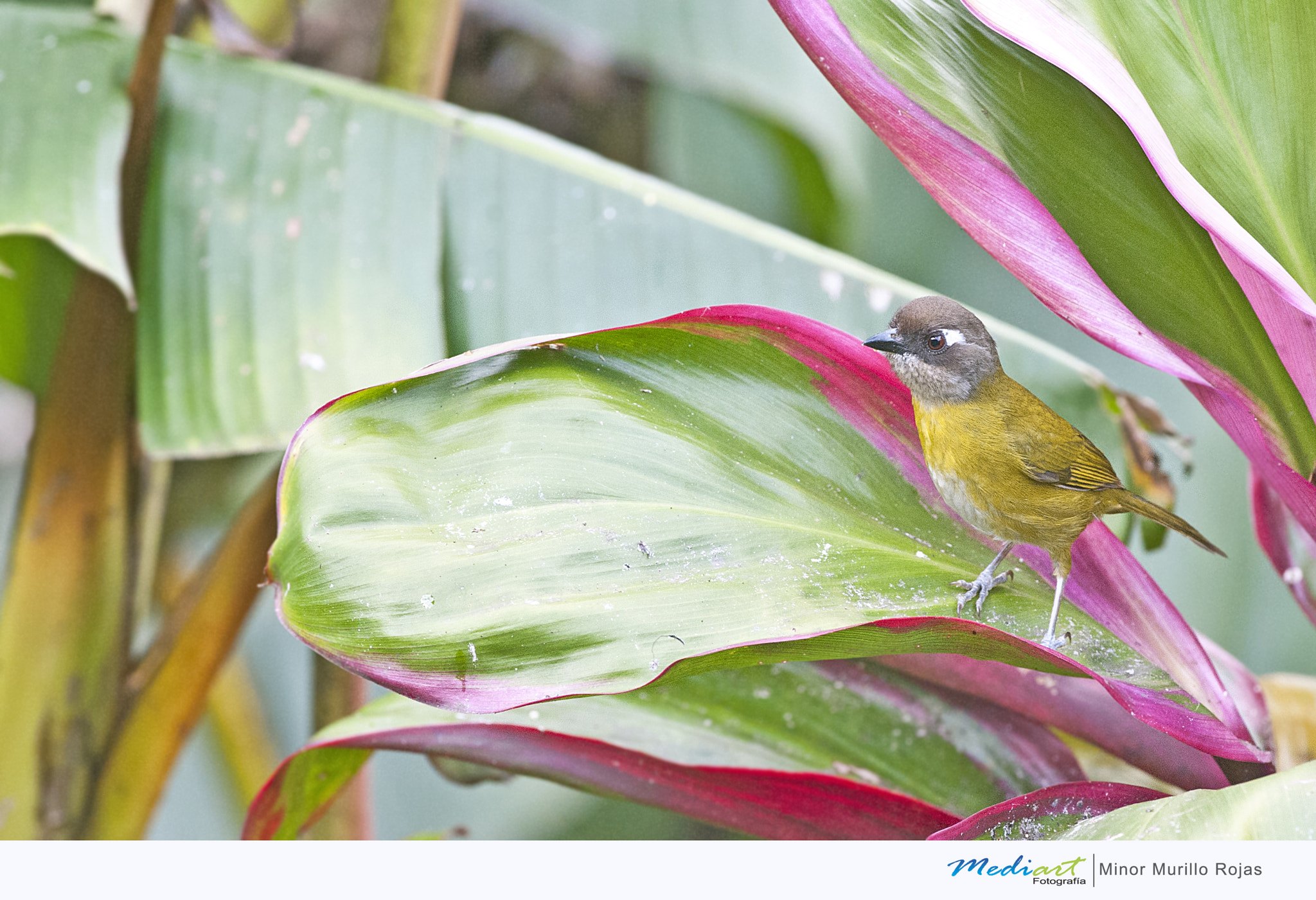 Nikon D700 + Nikon AF-S Nikkor 300mm F4D ED-IF sample photo. Common chlorospingus photography