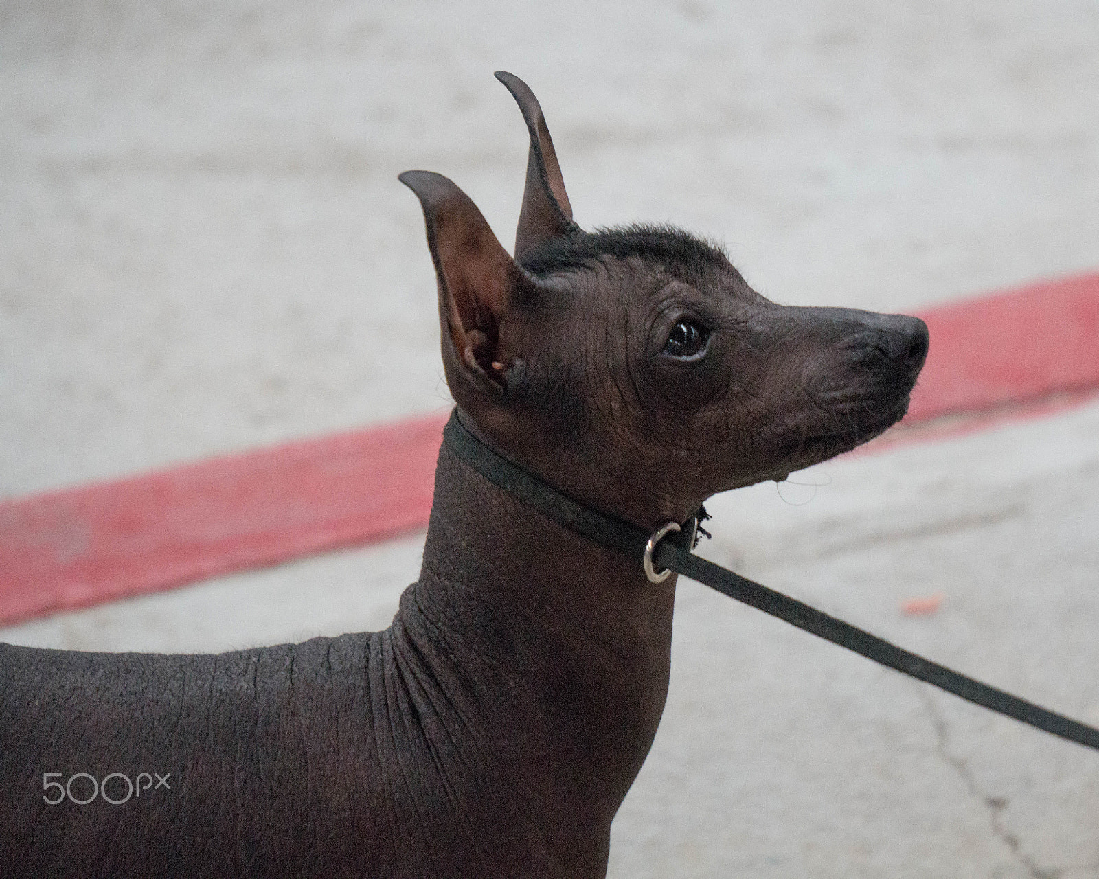 Sony Alpha a3500 sample photo. ... photography