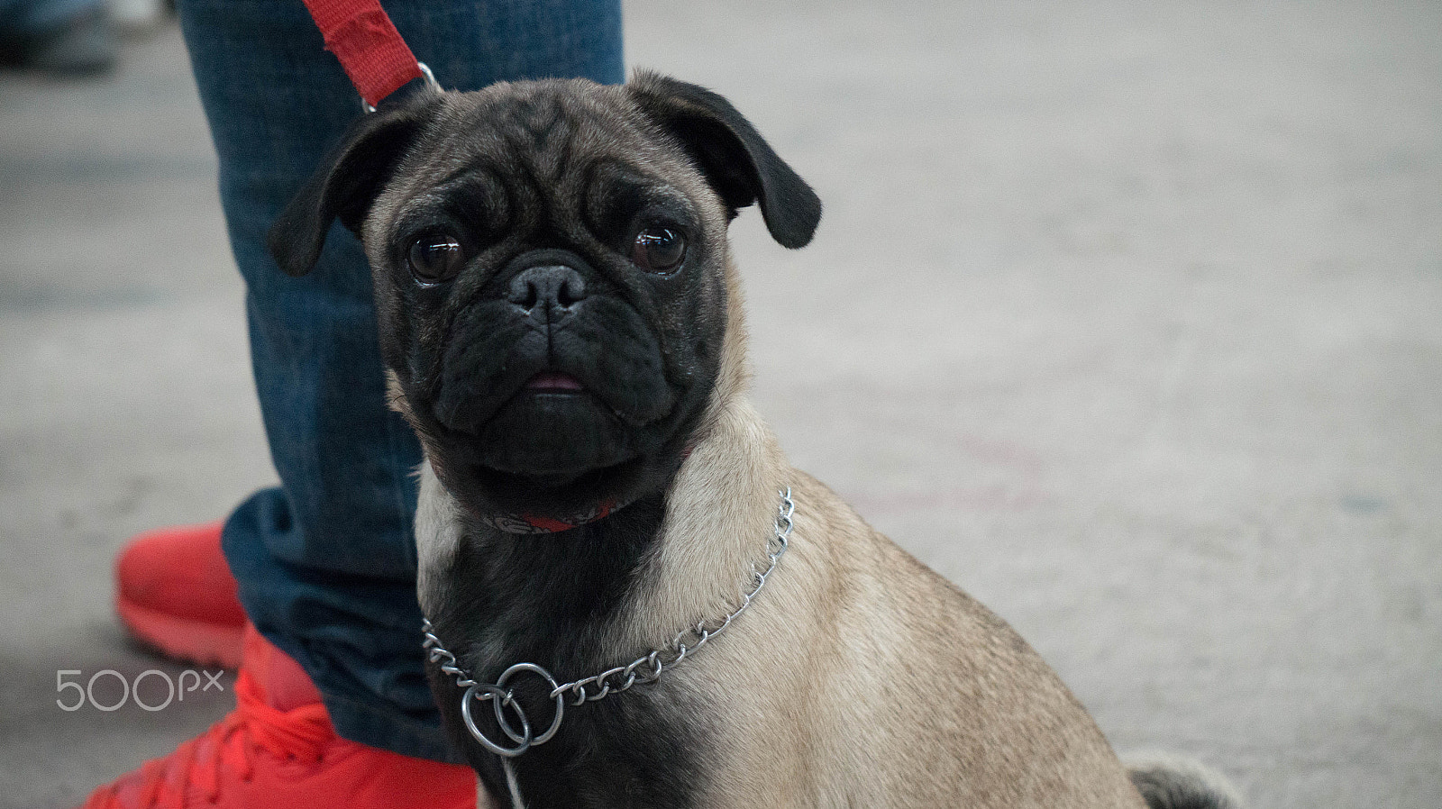 Sony Alpha a3500 sample photo. Pug photography