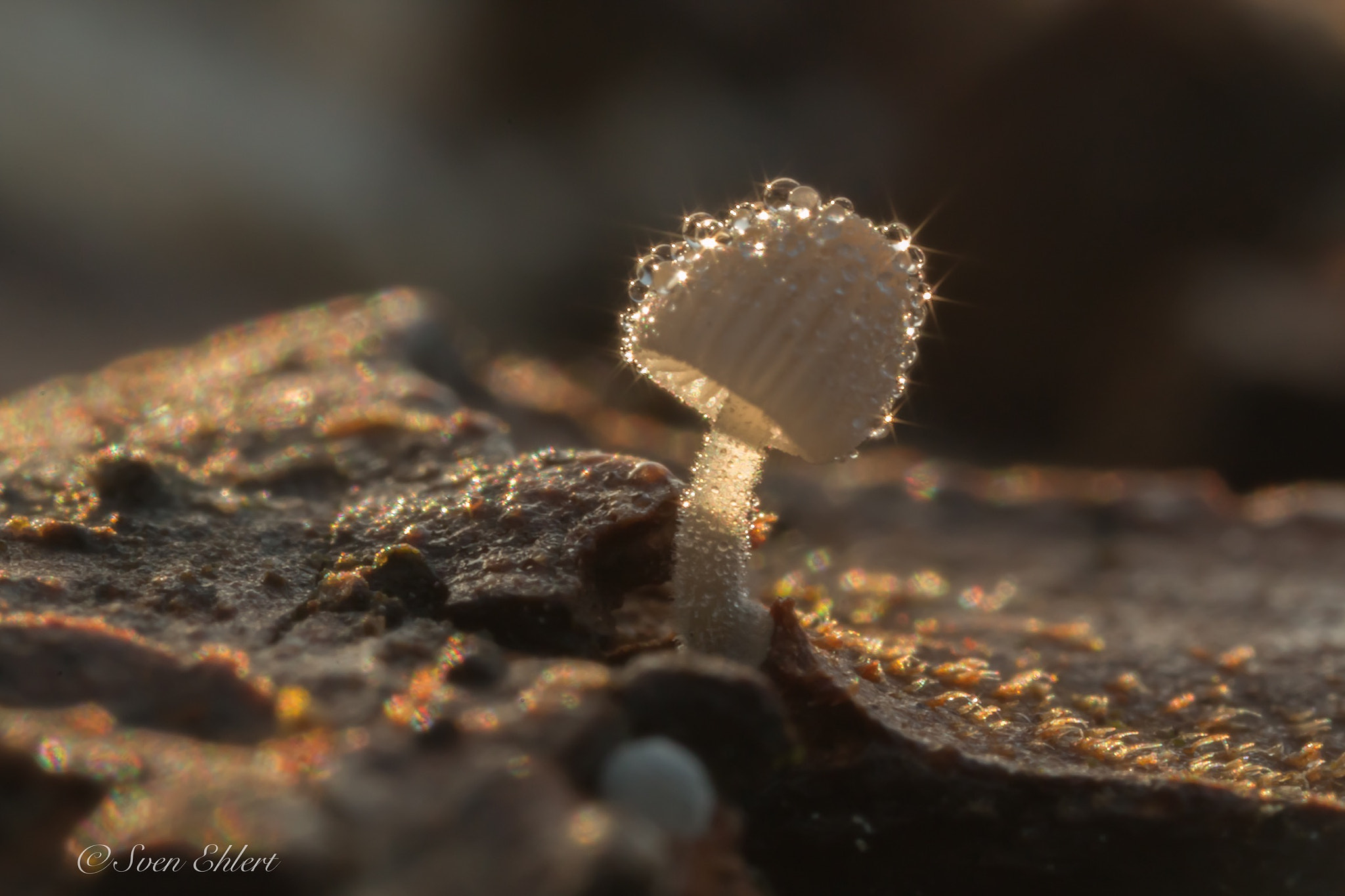 Canon MP-E 65mm F2.5 1-5x Macro Photo sample photo. Pearl mushroom photography