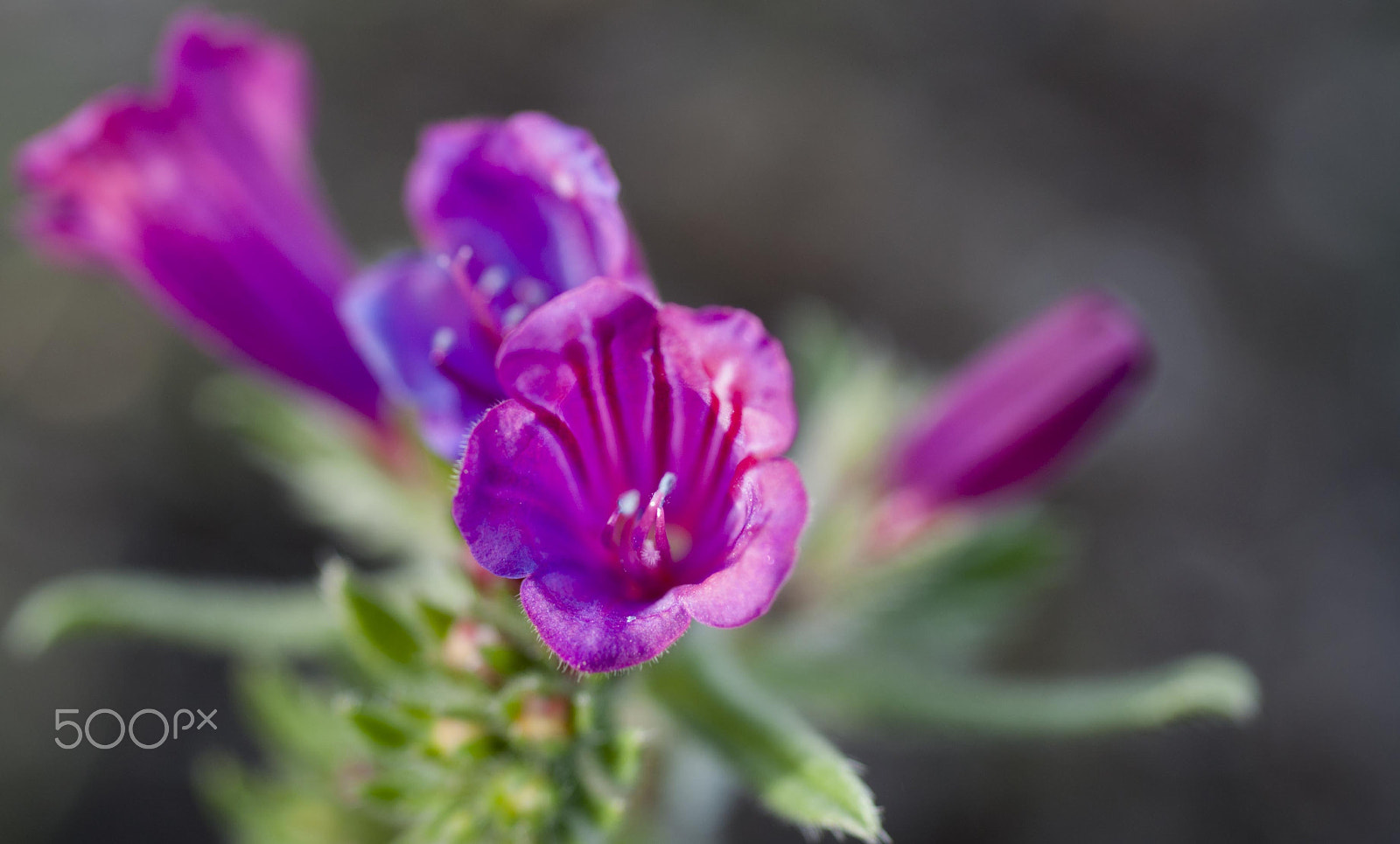 Nikon D90 + Nikon AF Micro-Nikkor 60mm F2.8D sample photo. Flower. primavera. photography