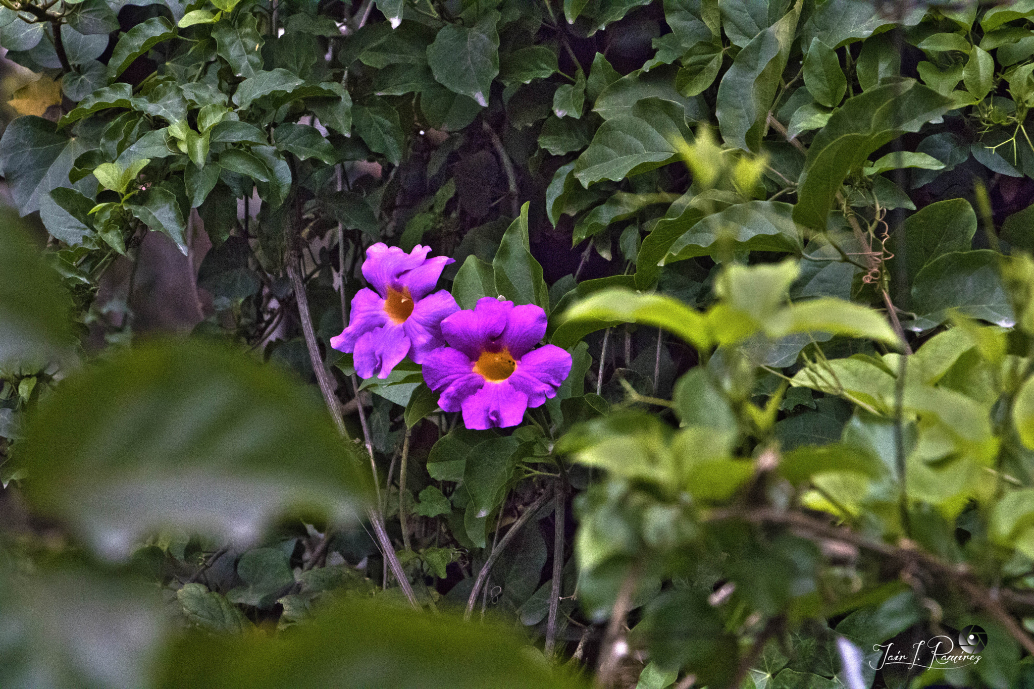 Canon EOS 750D (EOS Rebel T6i / EOS Kiss X8i) + Canon EF-S 18-135mm F3.5-5.6 IS STM sample photo. Flor photography