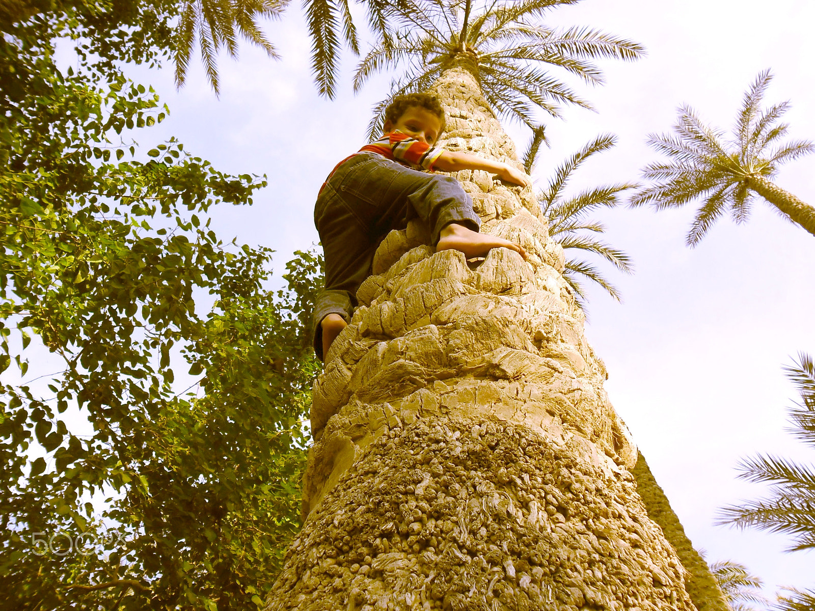 Samsung ES80/ ES81 sample photo. Tree climbing photography