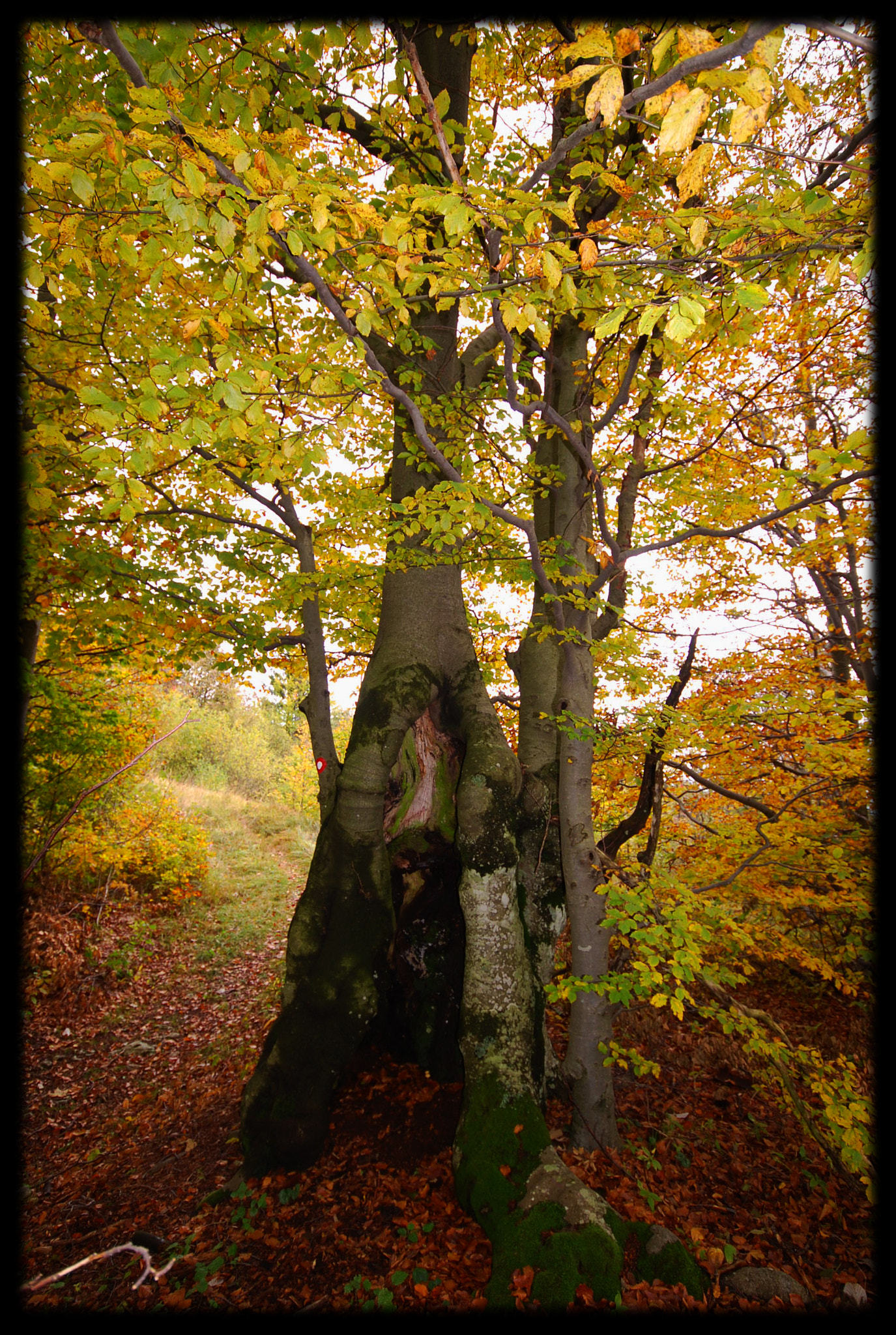 Nikon D40X sample photo. The old tree photography