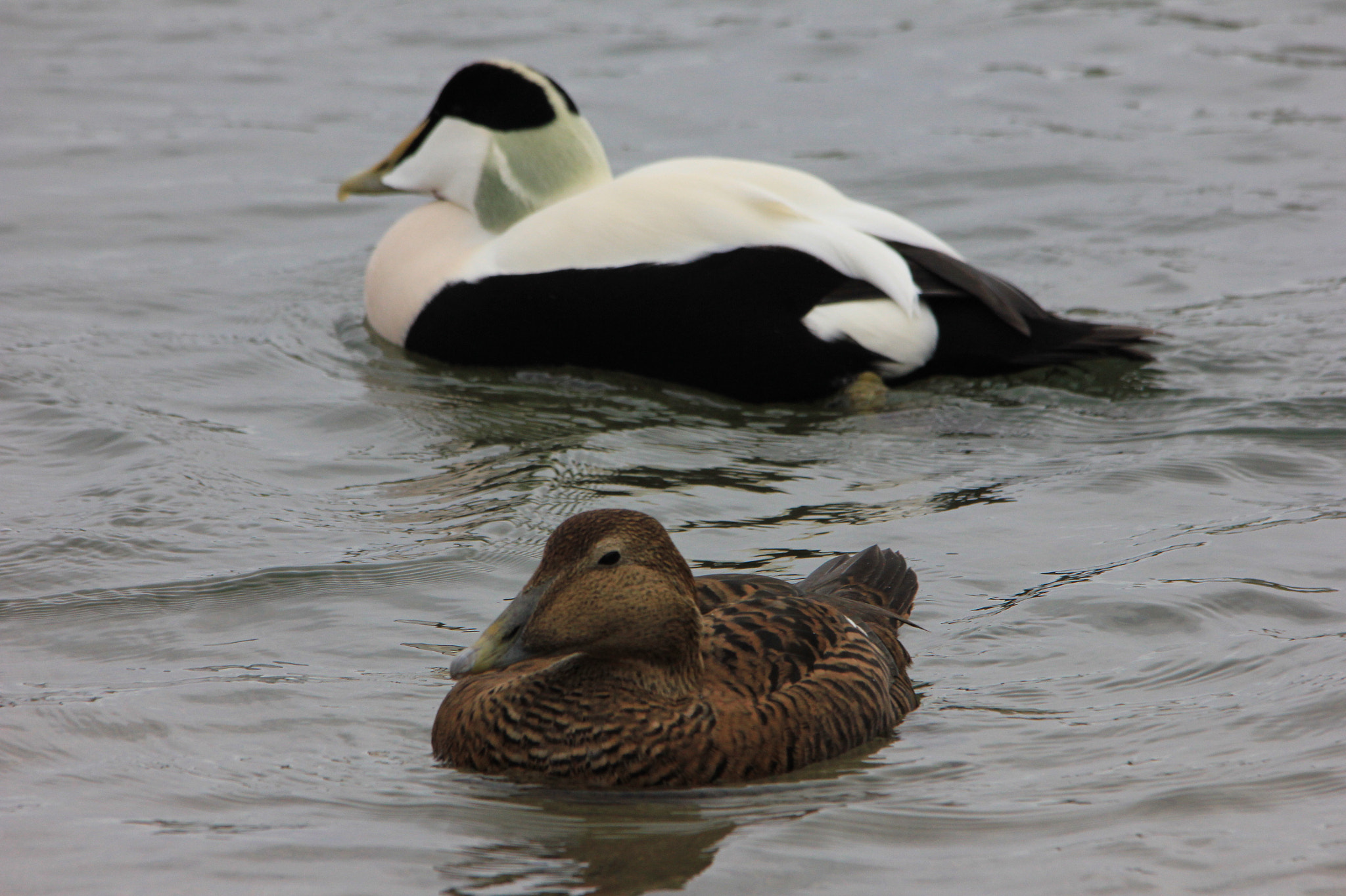 Sigma 150-500mm F5-6.3 DG OS HSM sample photo. Eider ducks photography