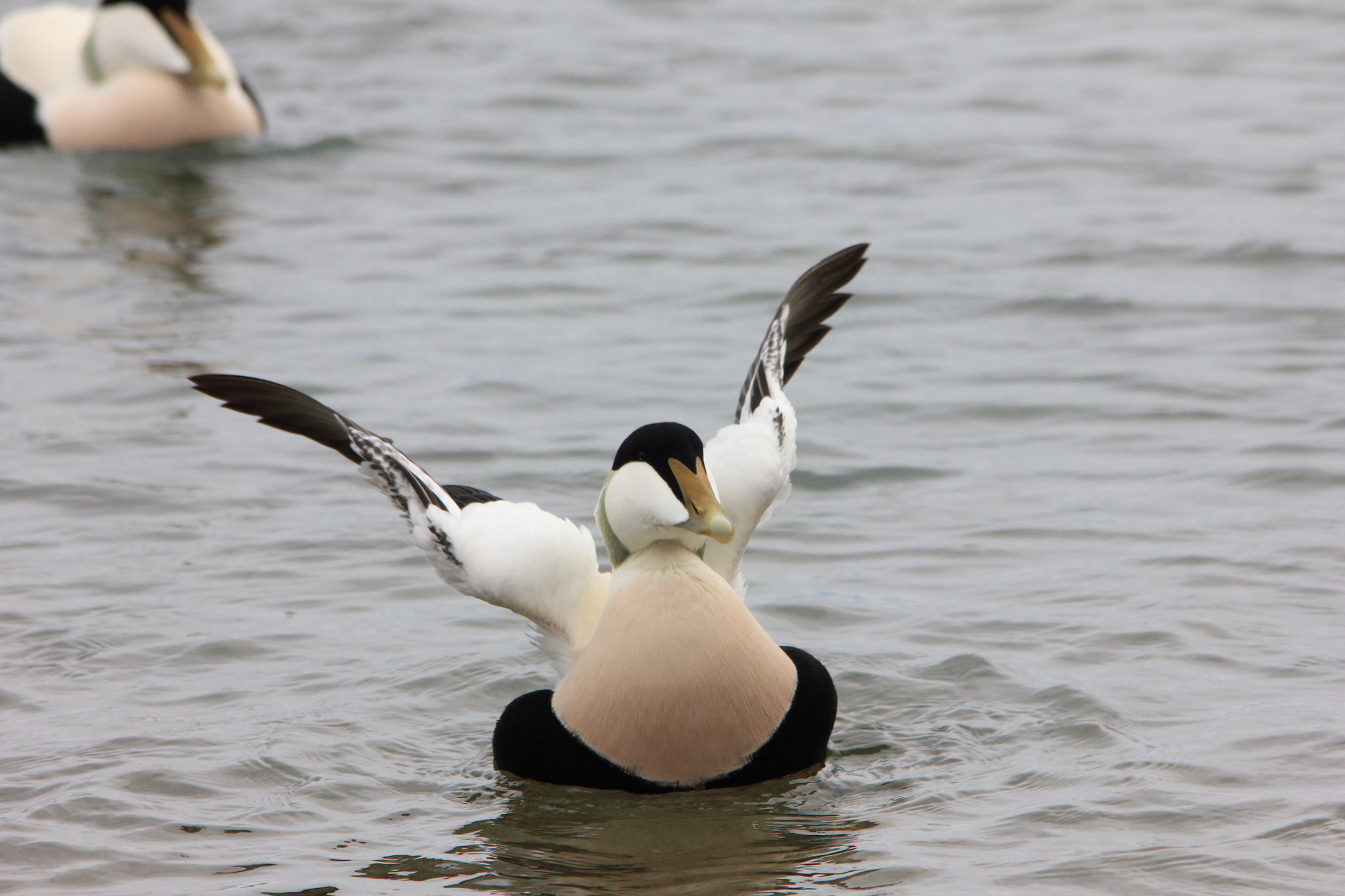 Canon EOS 550D (EOS Rebel T2i / EOS Kiss X4) + Sigma 150-500mm F5-6.3 DG OS HSM sample photo. Male eider photography