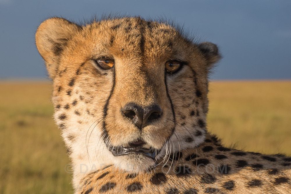 Nikon D600 sample photo. Cheetah close-up. maasai mara, kenya. photography