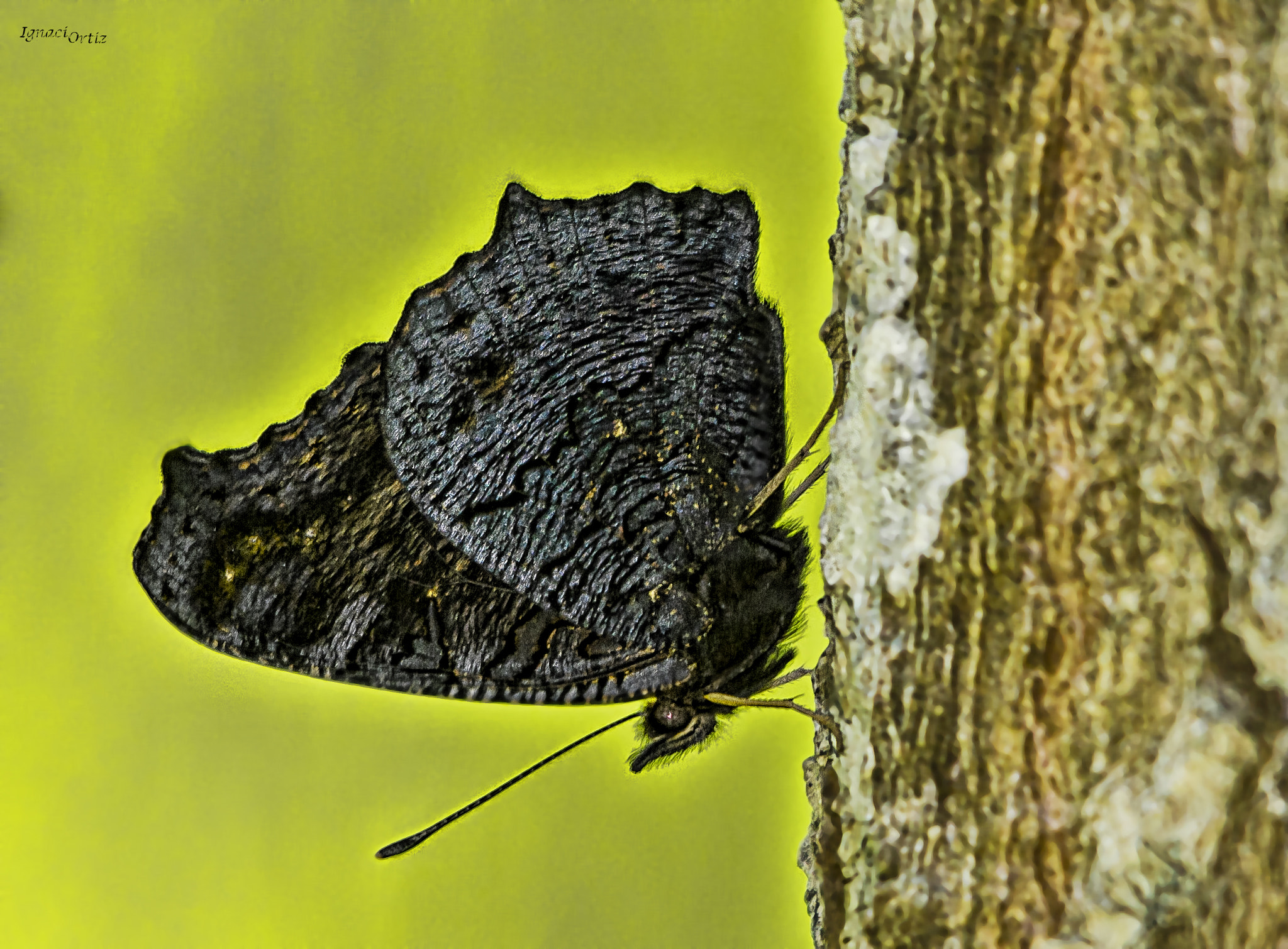Sigma 150-500mm F5-6.3 DG OS HSM sample photo. Black butterfly photography