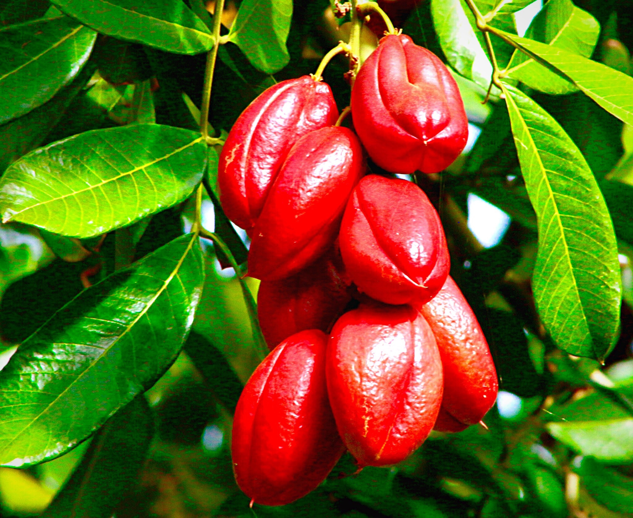 Canon EF75-300mm f/4-5.6 sample photo. Breakfast of champions,ackee . photography