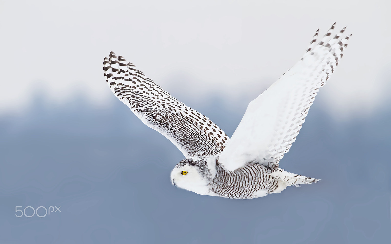 Canon EF 300mm F2.8L IS II USM sample photo. Snowy owl photography