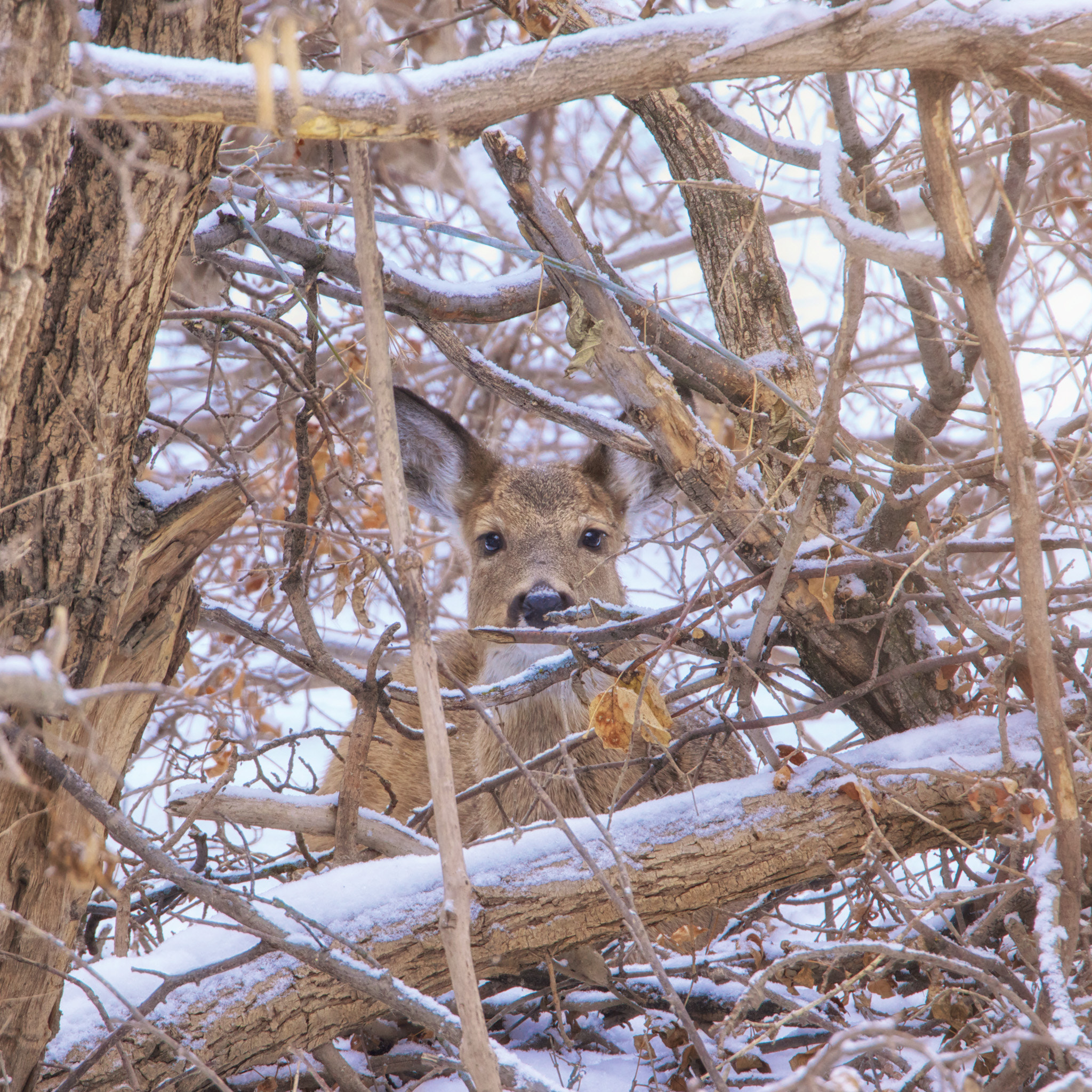 Sony SLT-A65 (SLT-A65V) + Tamron SP 150-600mm F5-6.3 Di VC USD sample photo. I see you photography