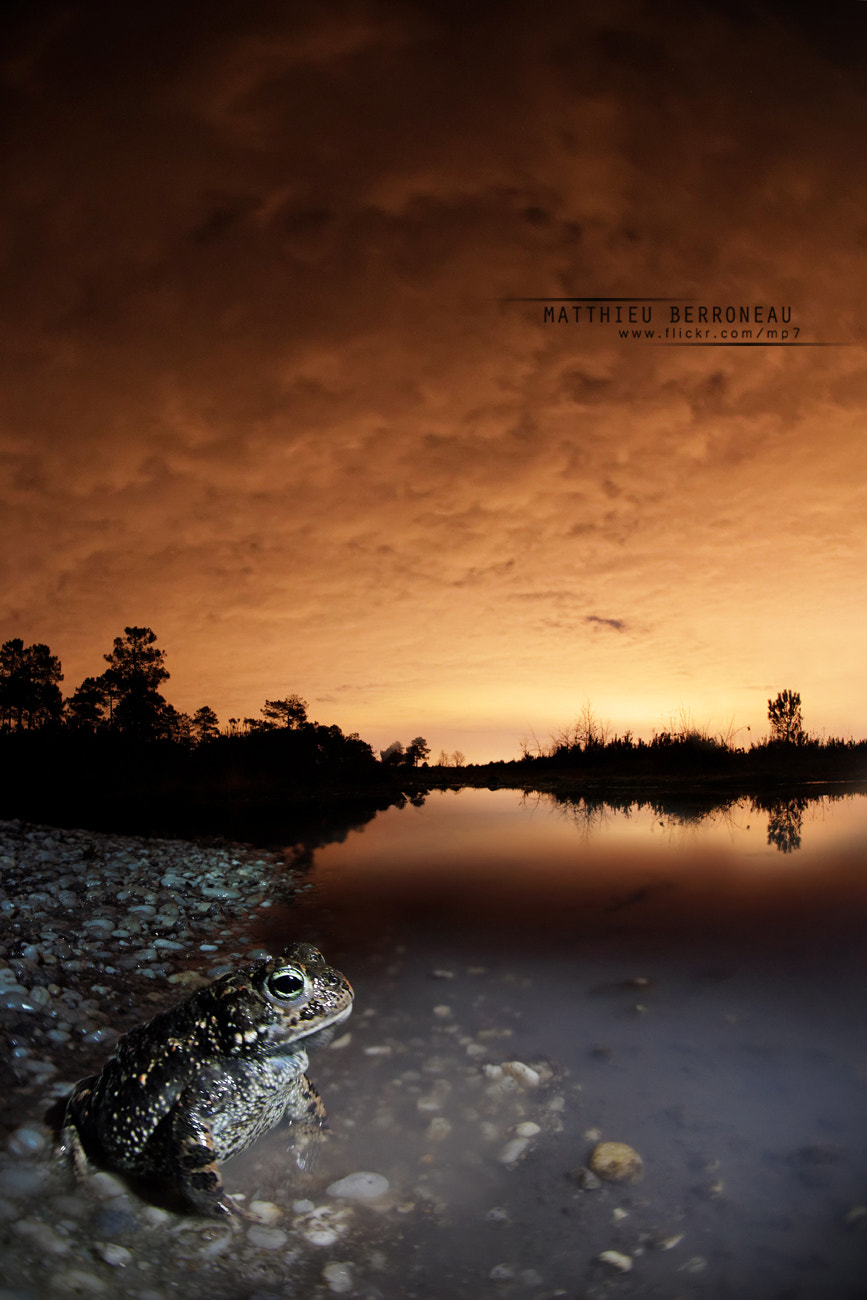 Sony a7 II + Sigma 15mm F2.8 EX DG Diagonal Fisheye sample photo. Toad by night photography