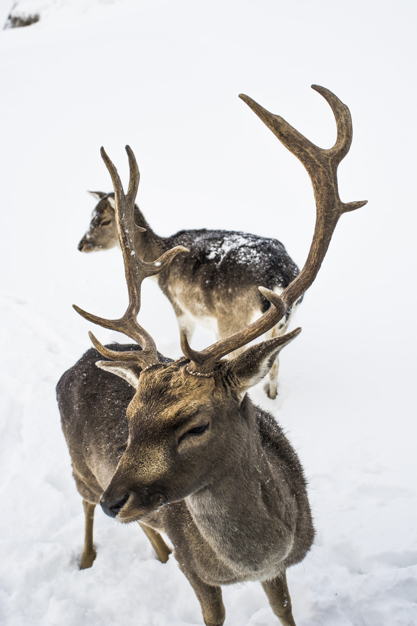 Nikon D7100 + AF Nikkor 28mm f/2.8 sample photo. Deers photography
