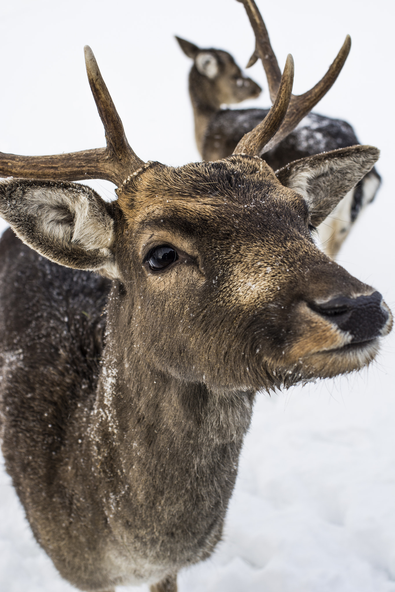 Nikon D7100 + AF Nikkor 28mm f/2.8 sample photo. Deer photography