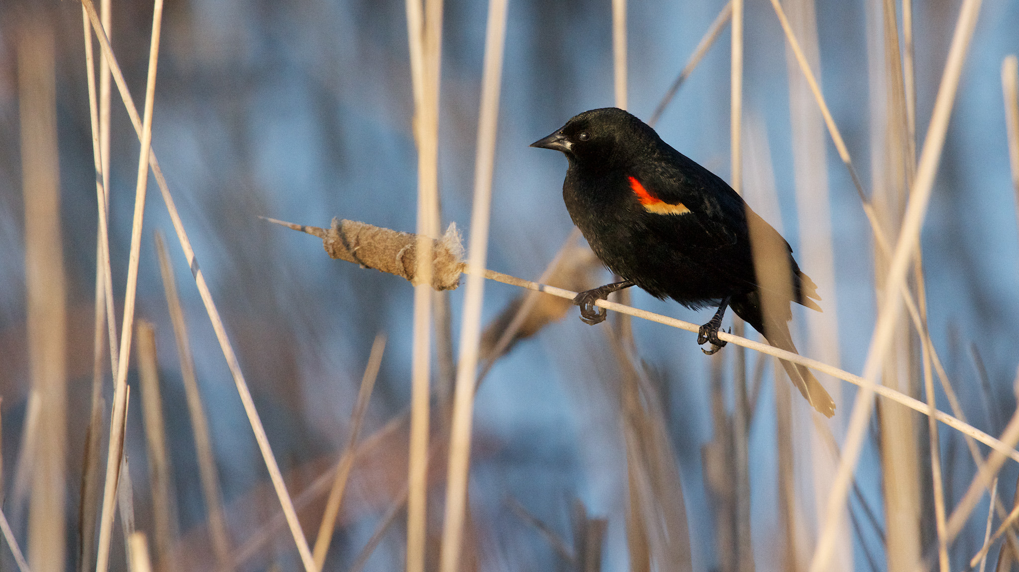 Sony SLT-A65 (SLT-A65V) + Tamron SP 150-600mm F5-6.3 Di VC USD sample photo. In the reeds photography