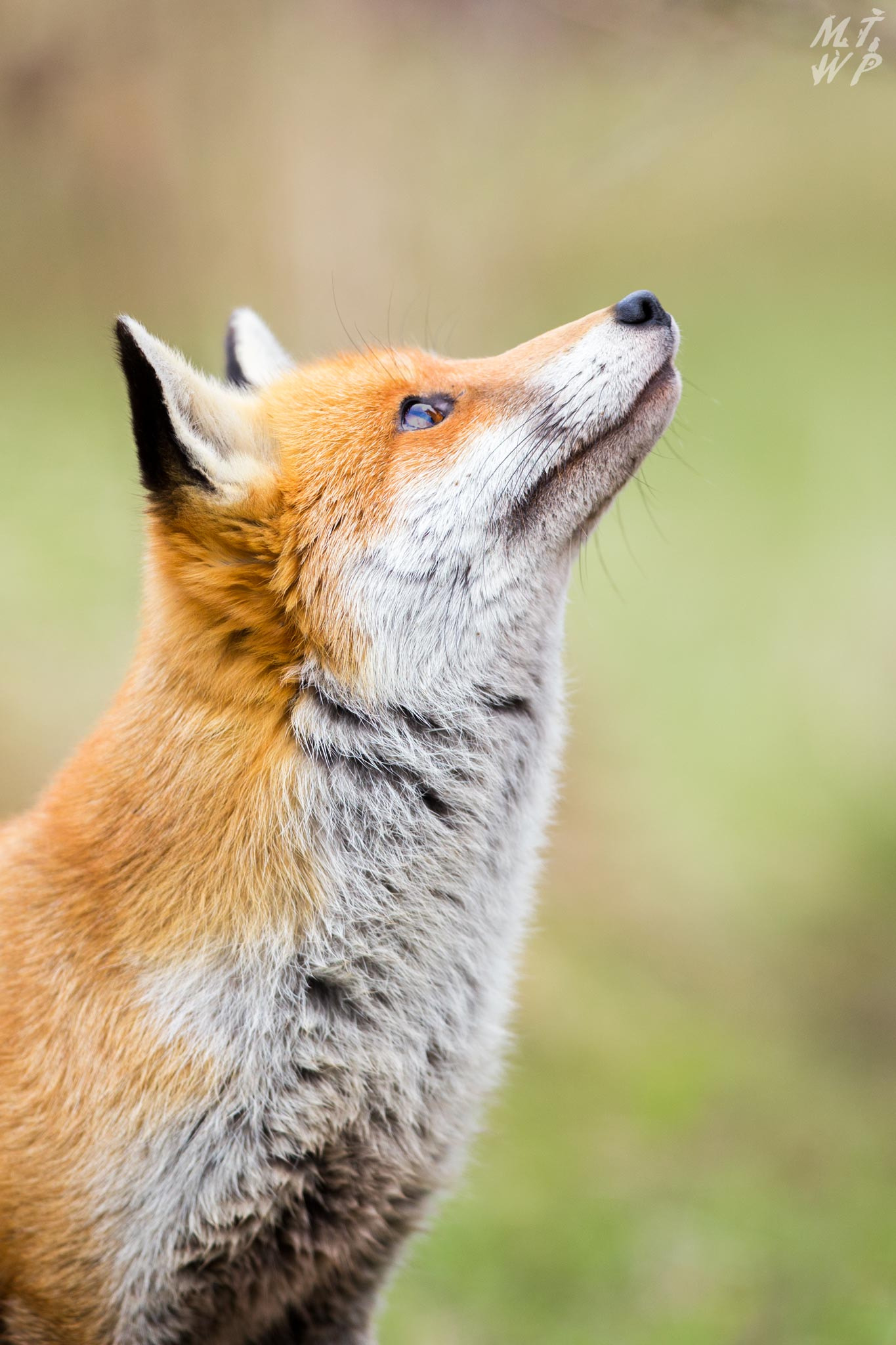Canon EF 300mm F2.8L IS II USM sample photo. Red fox photography