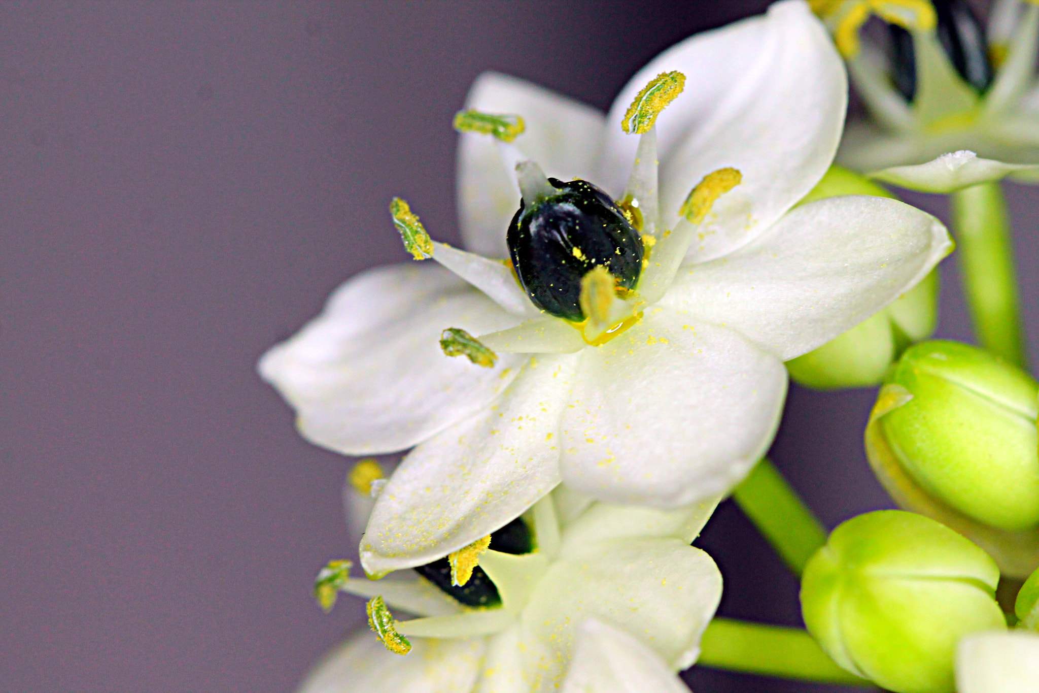 Canon EF 100mm F2.8 Macro USM sample photo. Flower photography