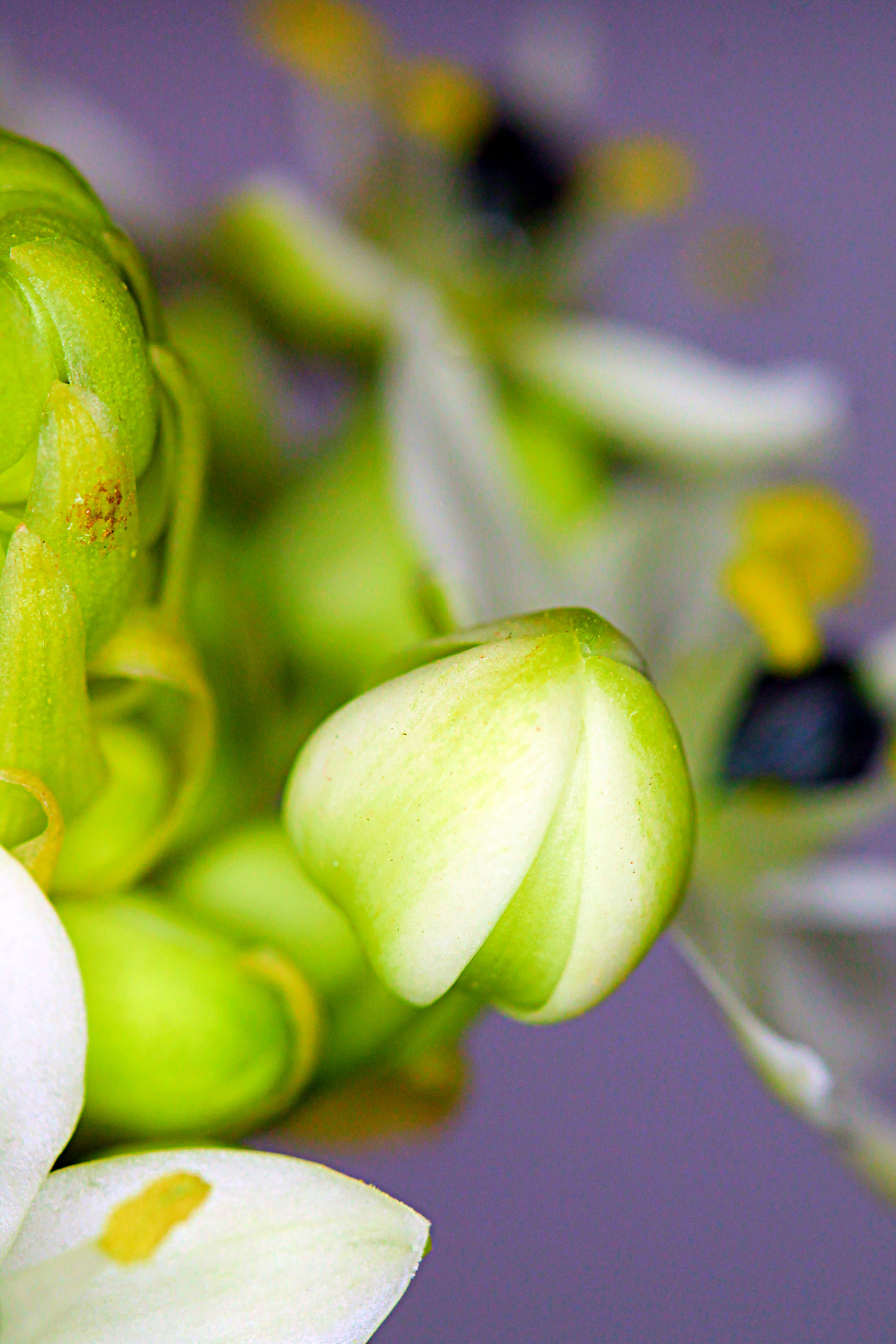 Canon EF 100mm F2.8 Macro USM sample photo. Flower photography