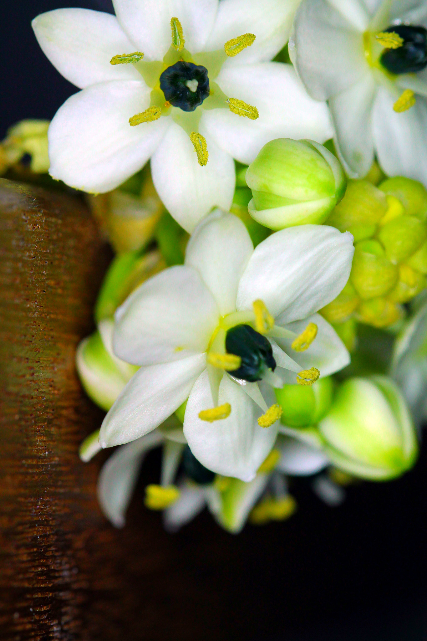Canon EF 100mm F2.8 Macro USM sample photo. Flower photography