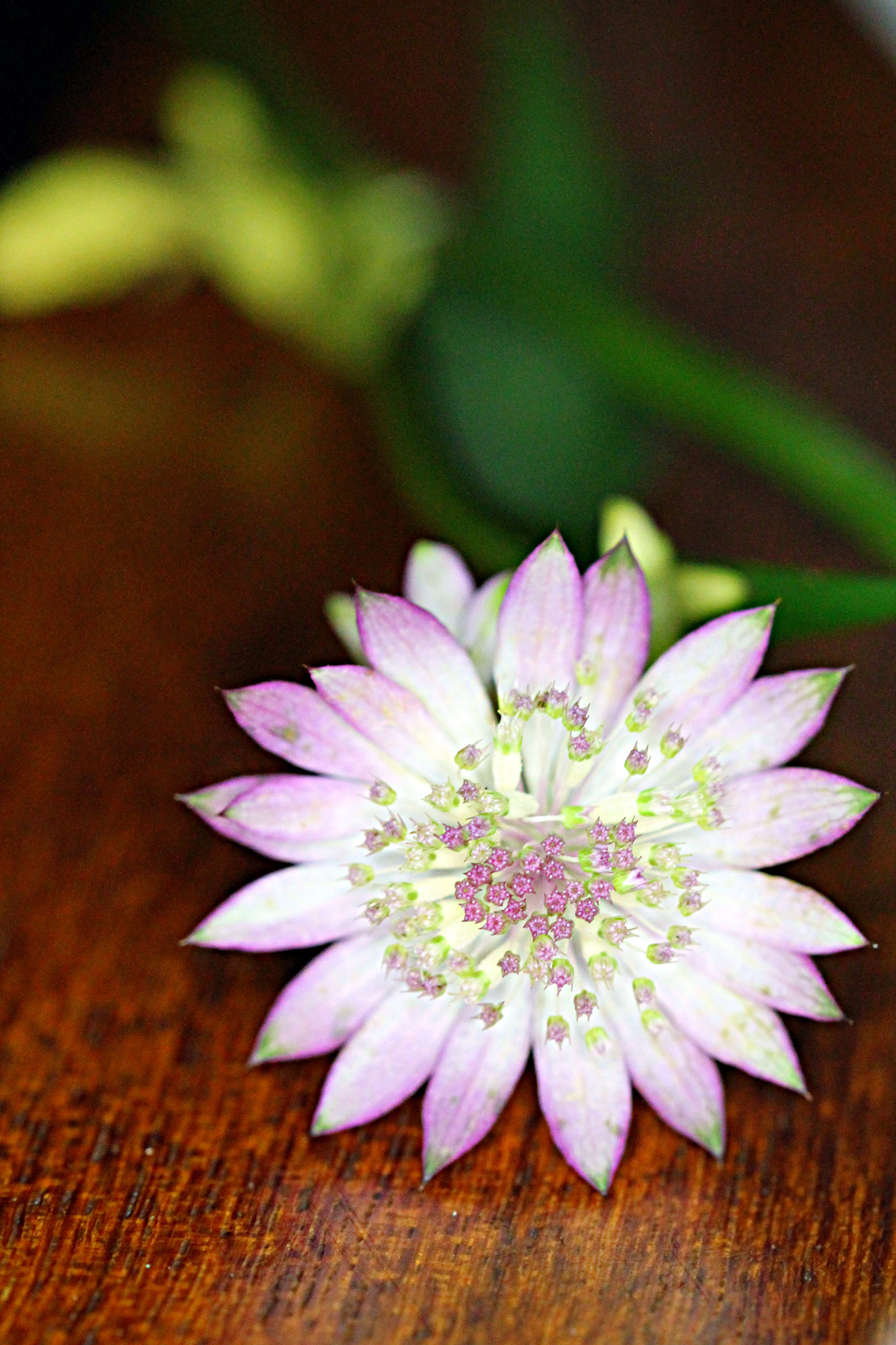 Canon EF 100mm F2.8 Macro USM sample photo. Flower photography