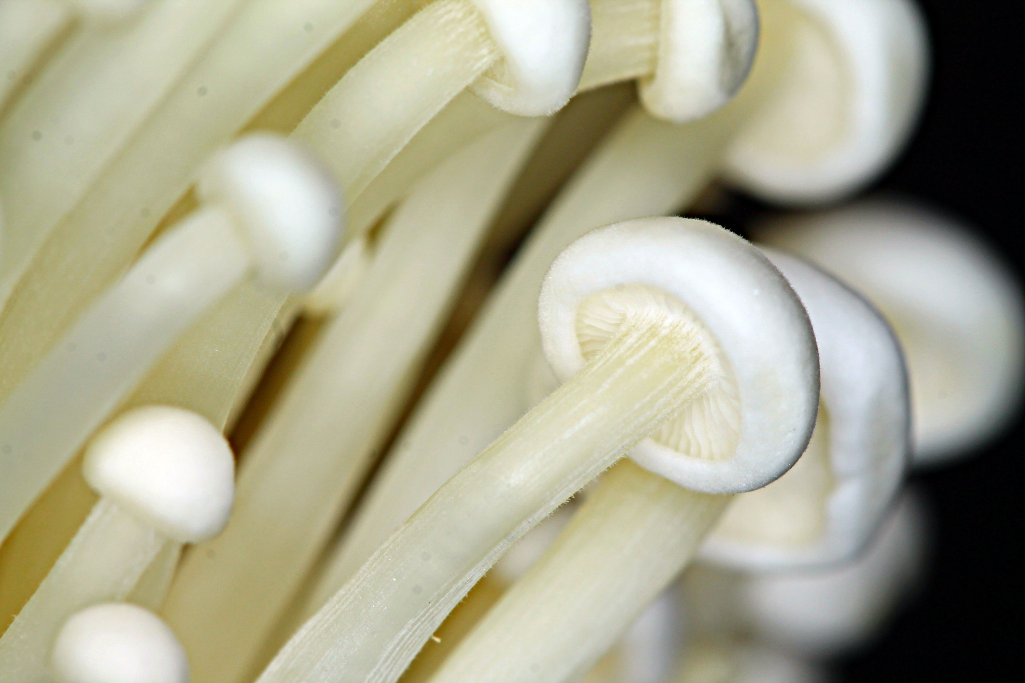 Canon EF 100mm F2.8 Macro USM sample photo. Mushroom photography