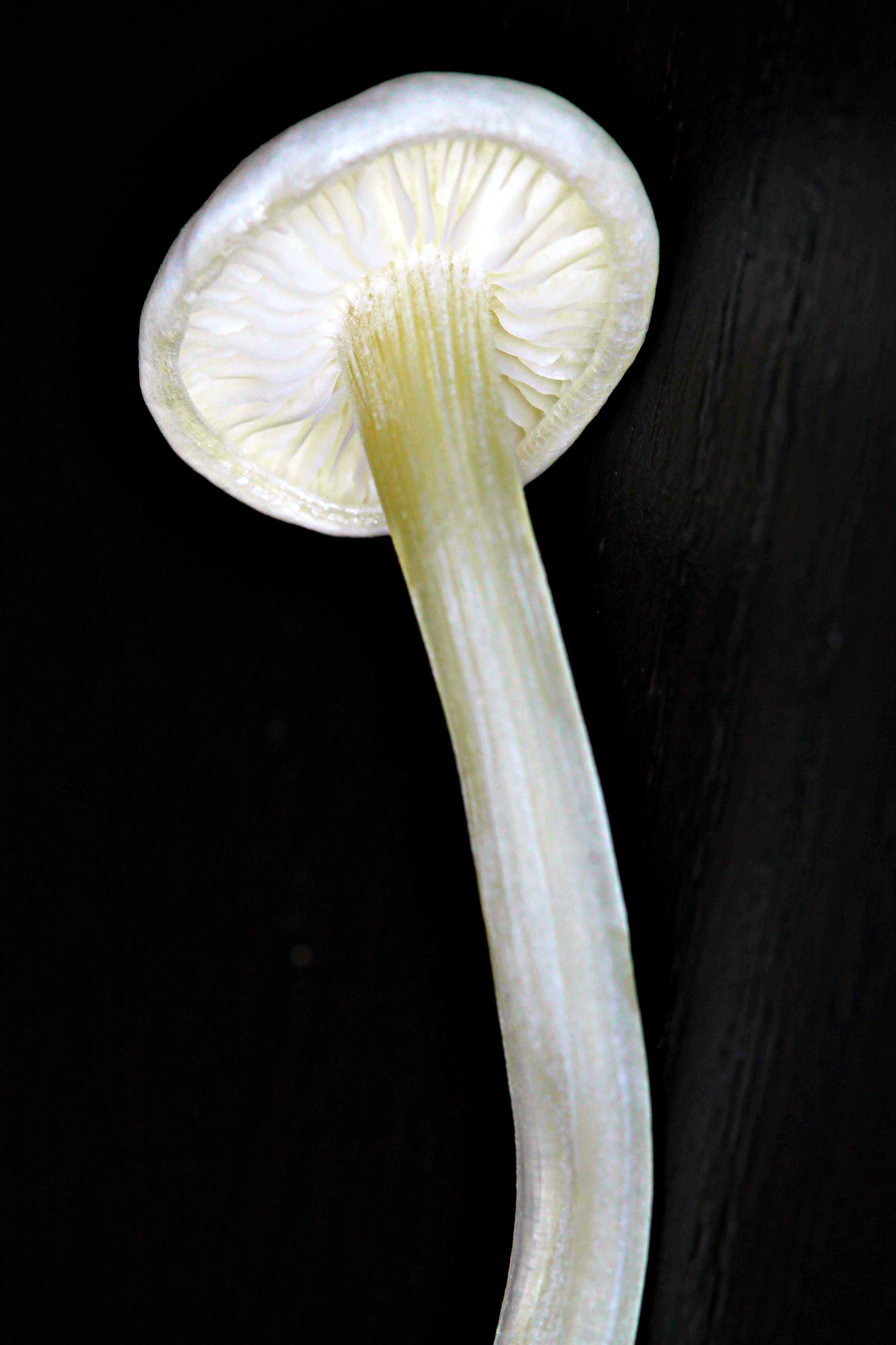Canon EF 100mm F2.8 Macro USM sample photo. Mushroom photography