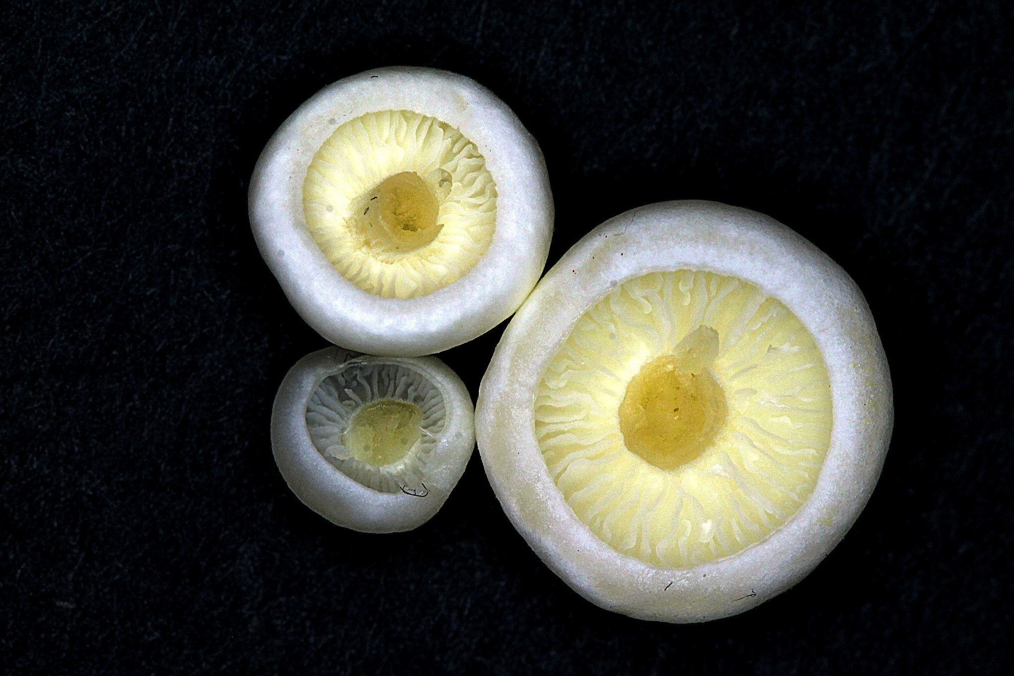 Canon EF 100mm F2.8 Macro USM sample photo. Mushroom photography