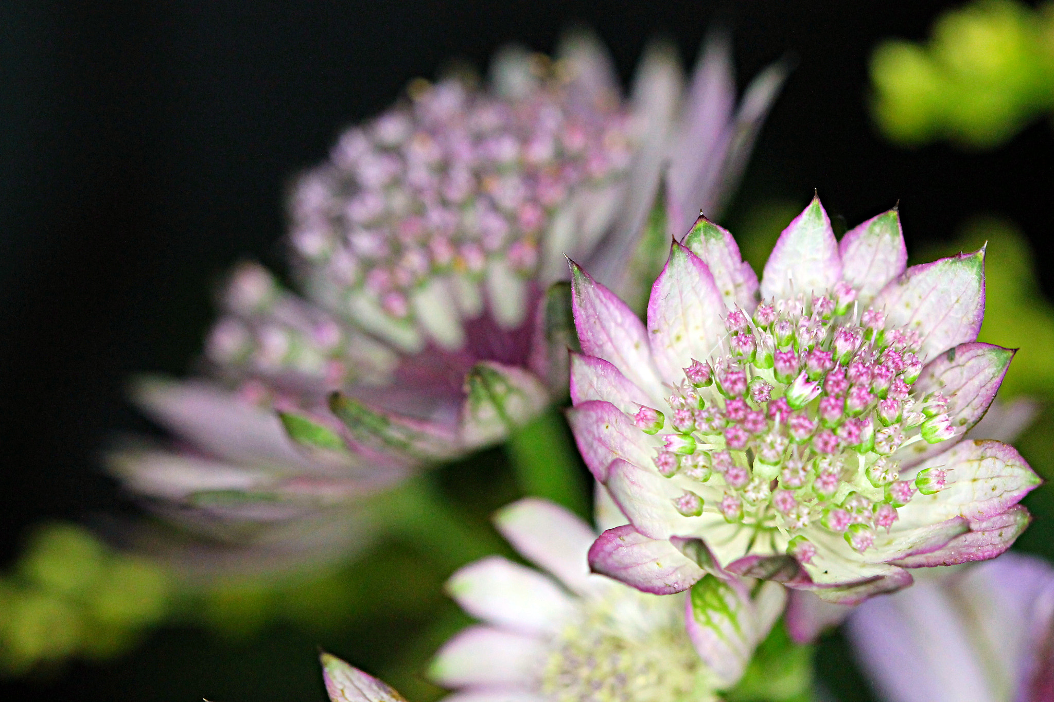 Canon EF 100mm F2.8 Macro USM sample photo. Flower photography