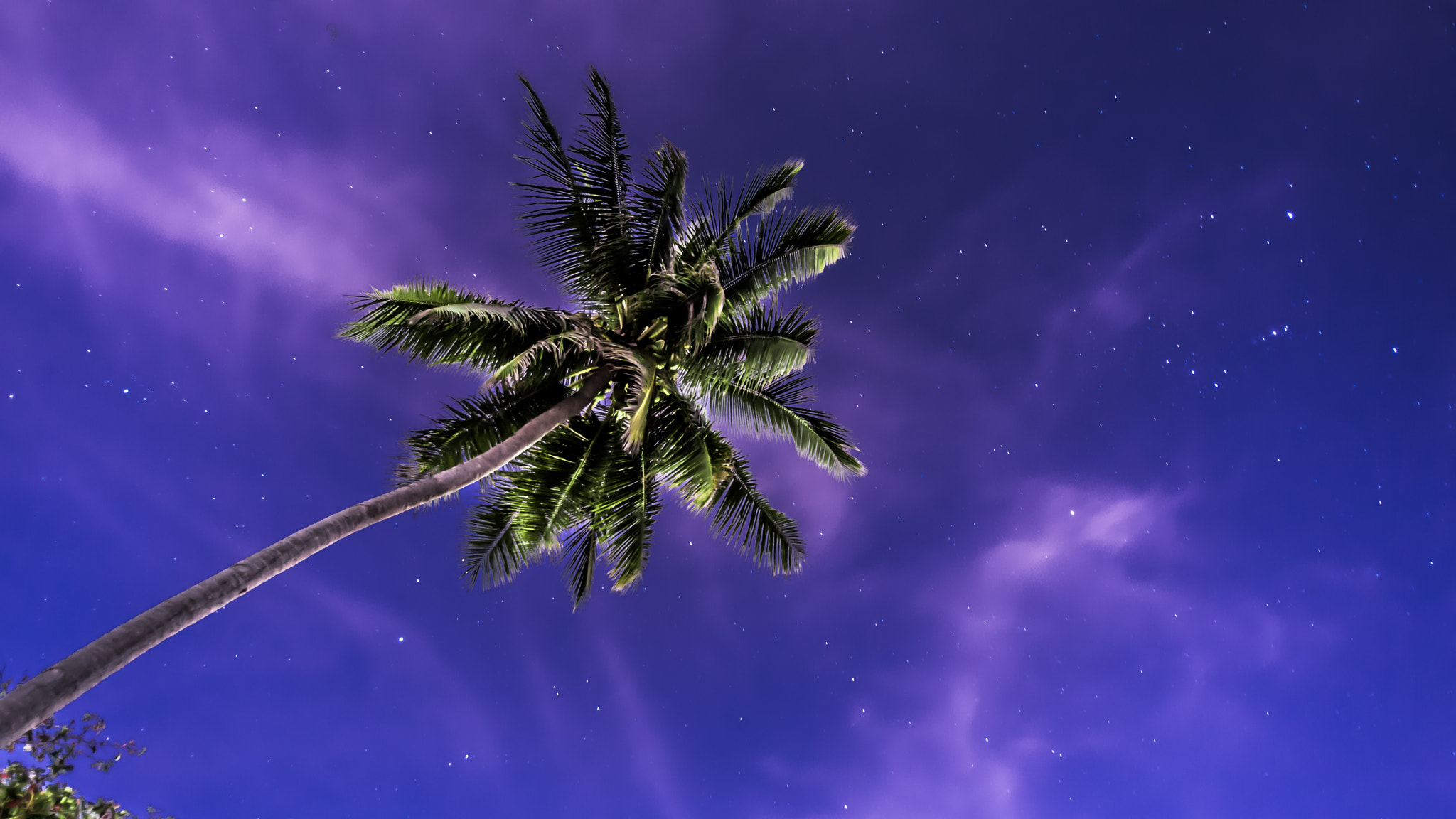 HD Pentax DA 15mm F4 ED AL Limited sample photo. Palm & stars photography