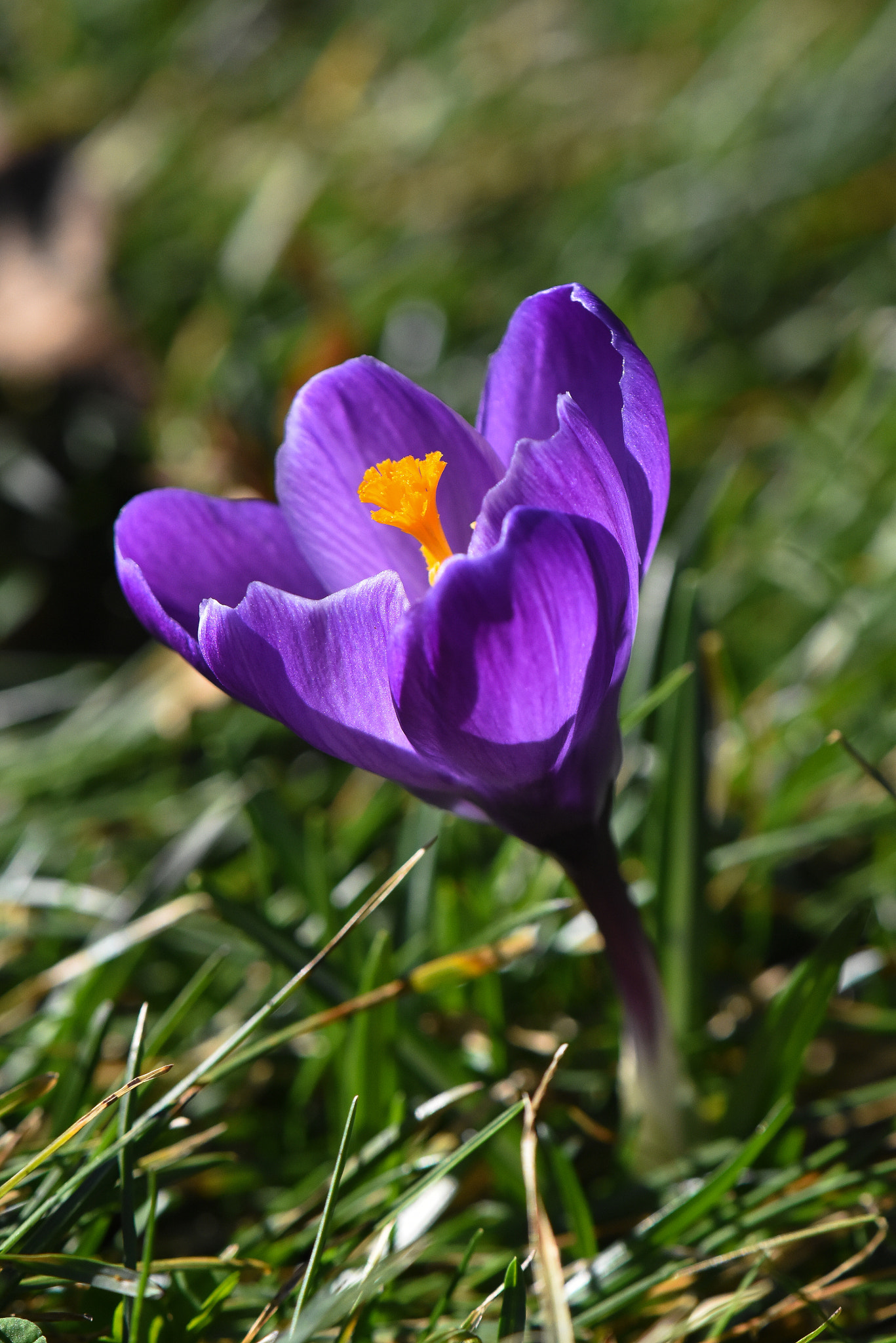 Nikon AF-S DX Micro-Nikkor 85mm F3.5G ED VR sample photo. Purple crocus photography