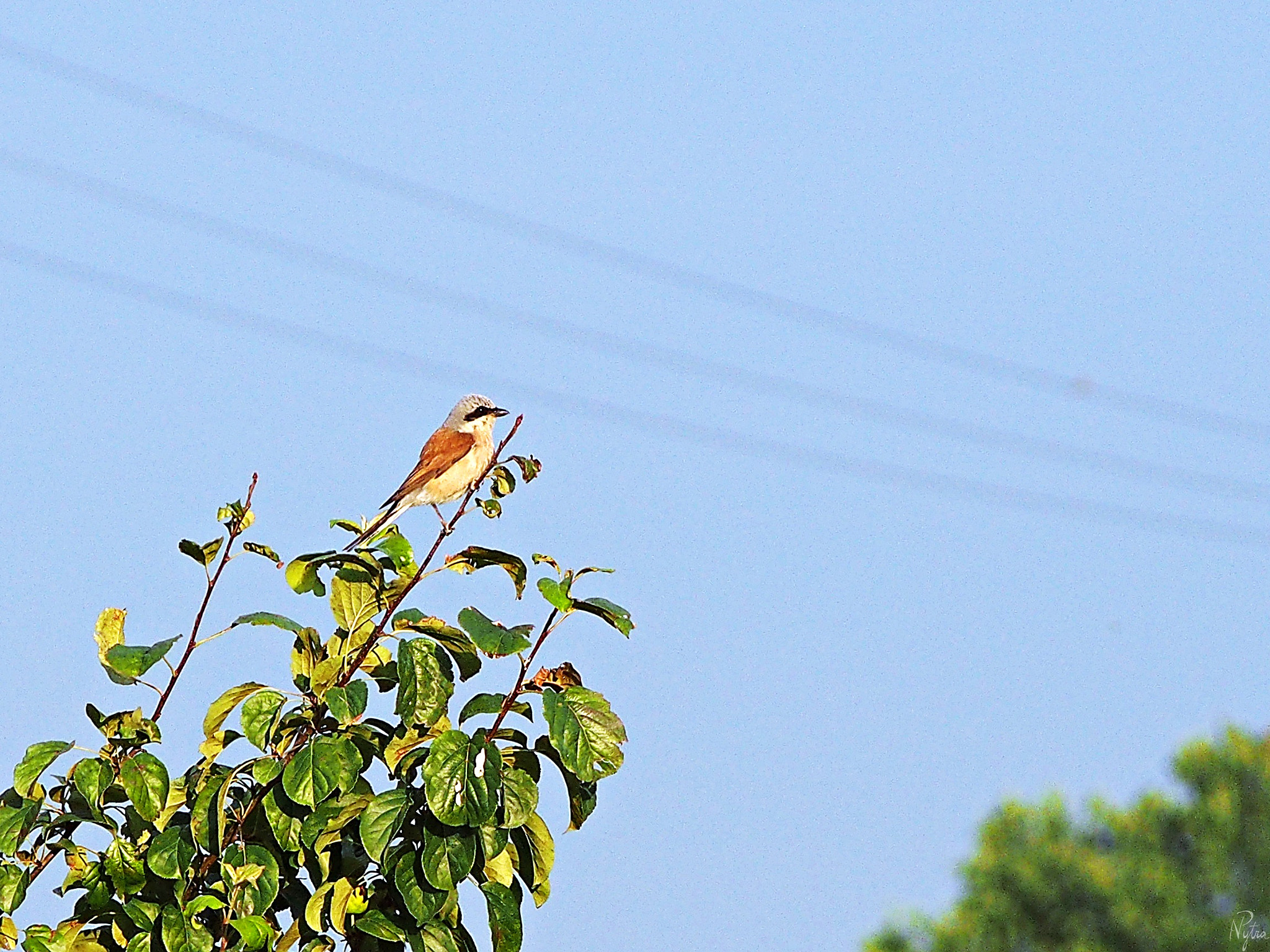 Olympus PEN E-PL5 sample photo. Shrike photography