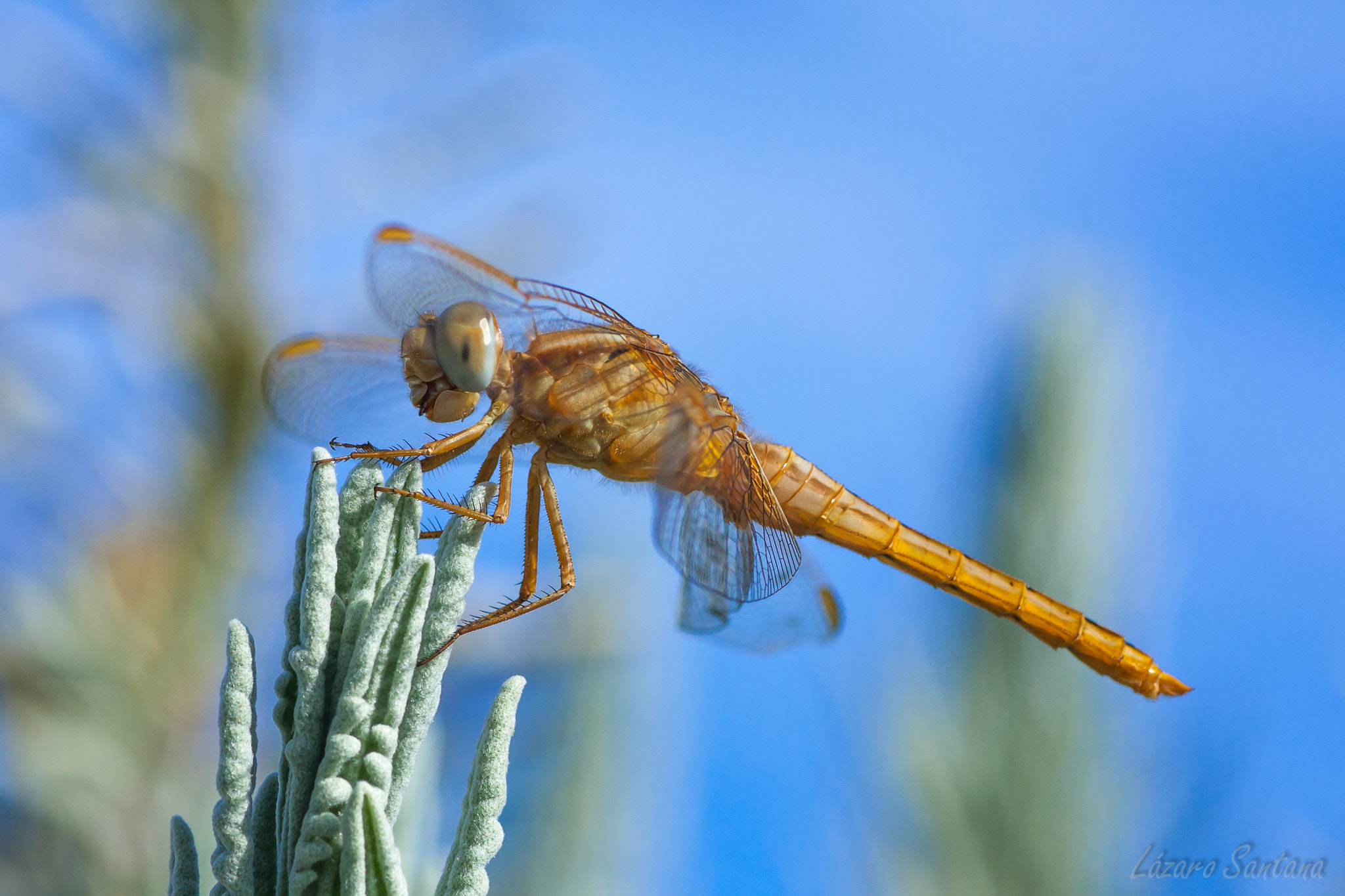 Canon EOS 450D (EOS Rebel XSi / EOS Kiss X2) + Tamron SP AF 90mm F2.8 Di Macro sample photo. Gold on blue... photography