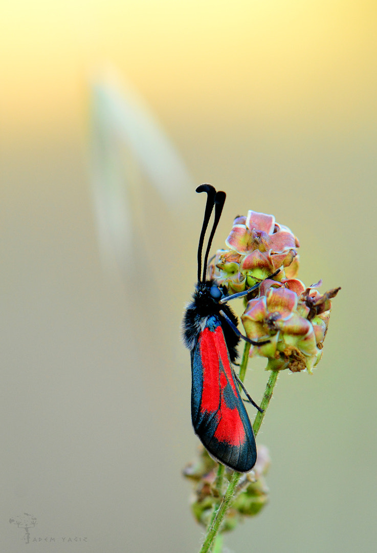 AF Zoom-Nikkor 35-80mm f/4-5.6D N sample photo. Zygaena punctum photography