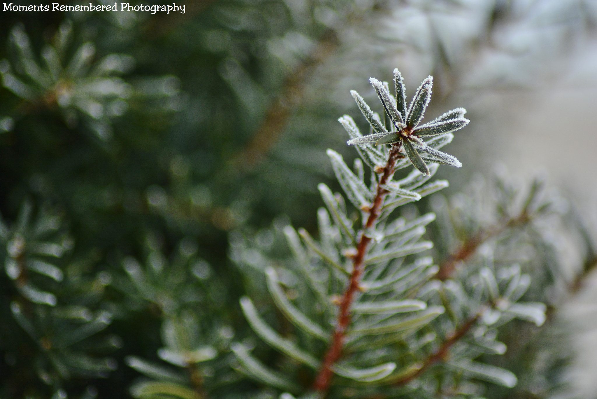 Nikon AF Nikkor 70-300mm F4-5.6G sample photo. Kissed with frost photography