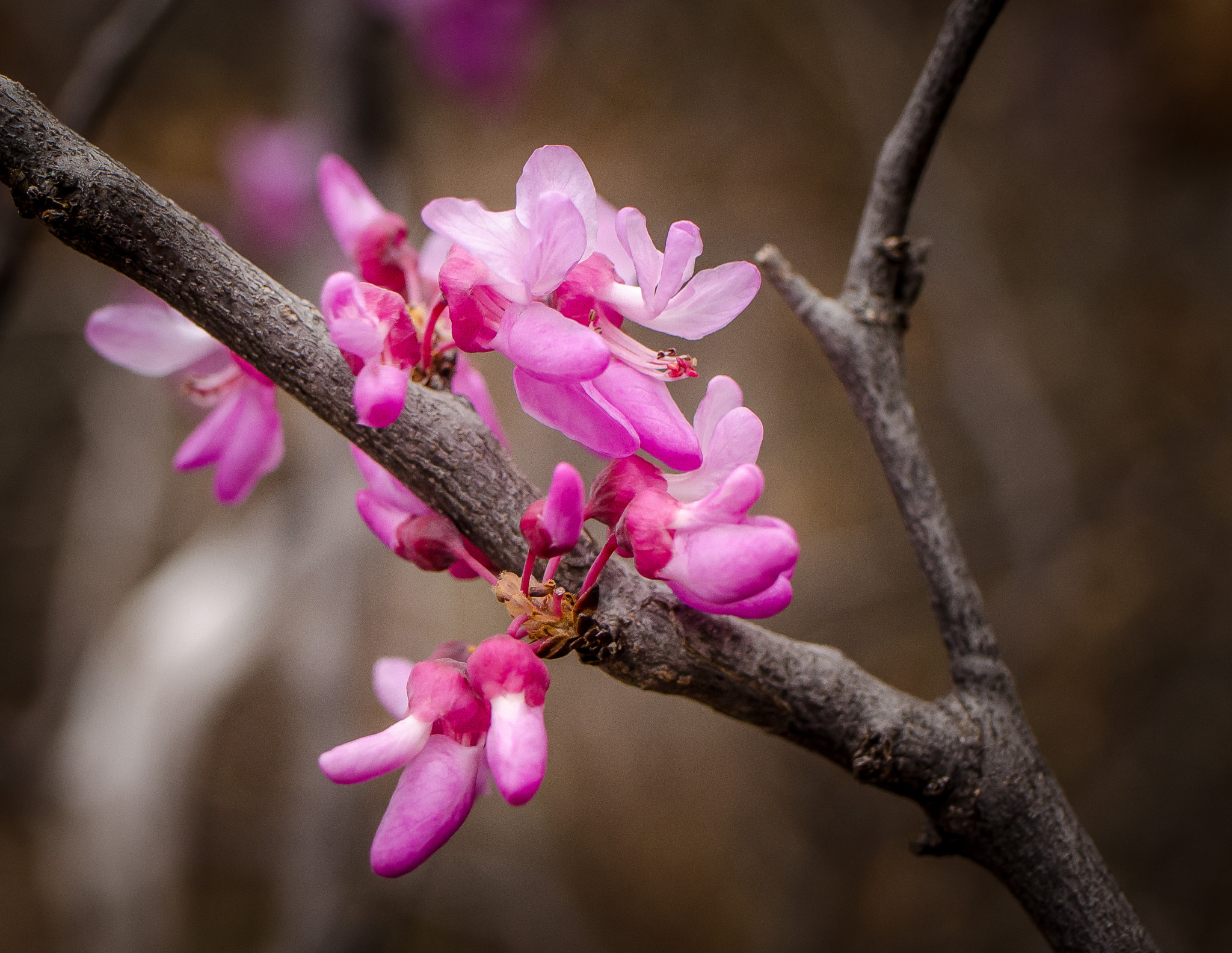 Nikon D7000 + Tamron SP 35mm F1.8 Di VC USD sample photo. Texas redbud photography