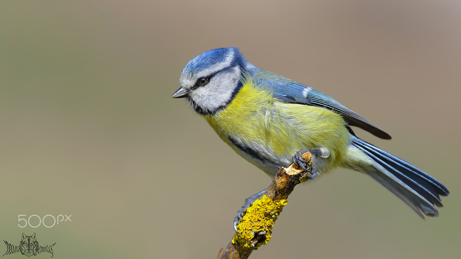 Canon EF 400mm F2.8L IS II USM sample photo. Mavİ baŞtankara-eurasian blue tit photography