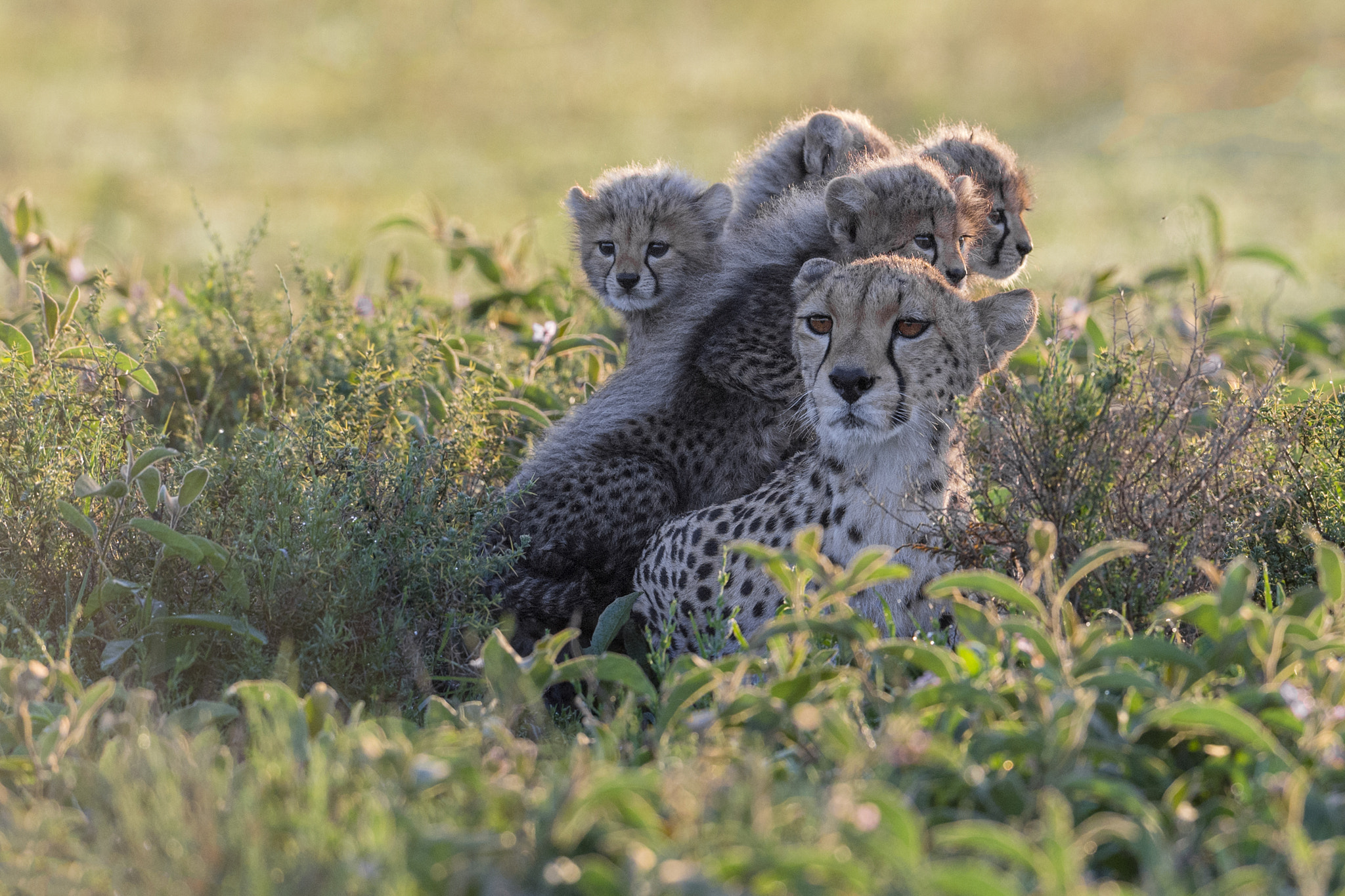 Nikon D4S + Nikon AF-S Nikkor 500mm F4G ED VR sample photo. Sticking with mum! photography