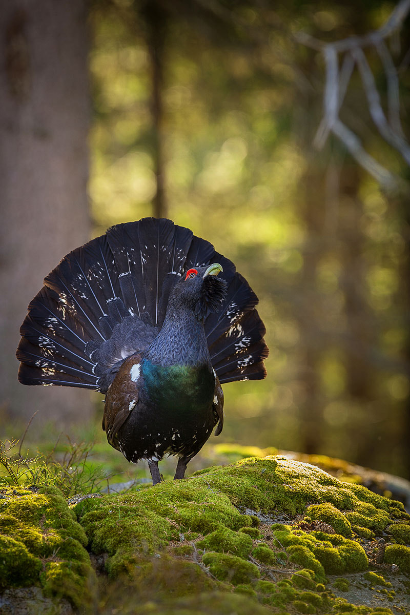 Canon EF 300mm F2.8L IS USM sample photo. Tetrao urogallus photography