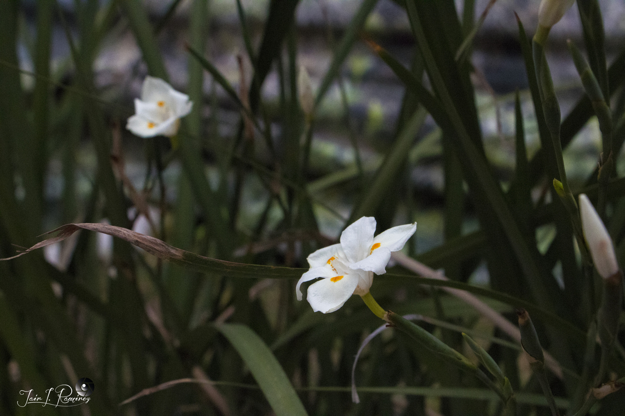 Canon EF-S 18-135mm F3.5-5.6 IS STM sample photo. Flor blanca photography