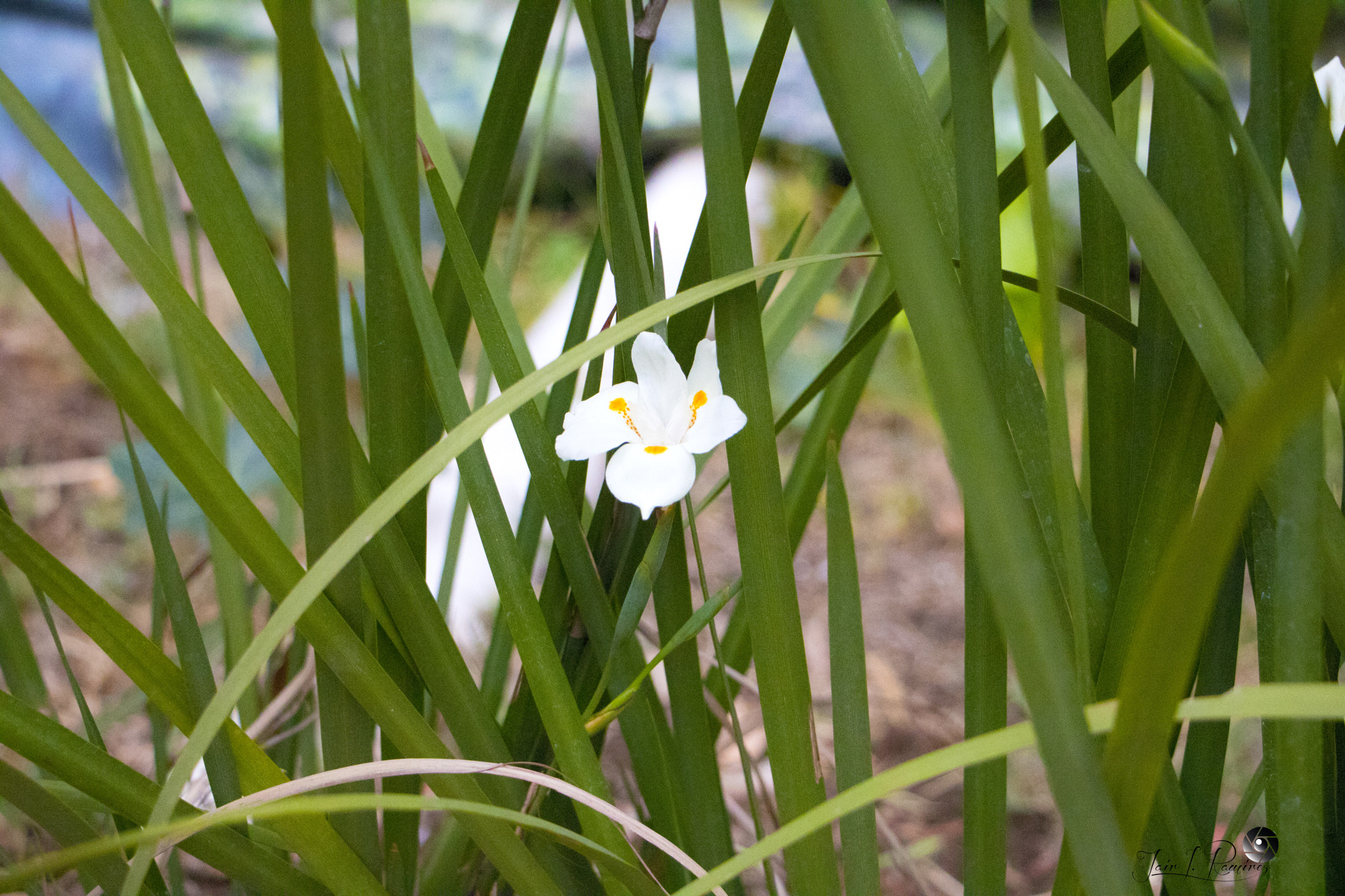 Canon EF-S 18-135mm F3.5-5.6 IS STM sample photo. Flor blanca photography