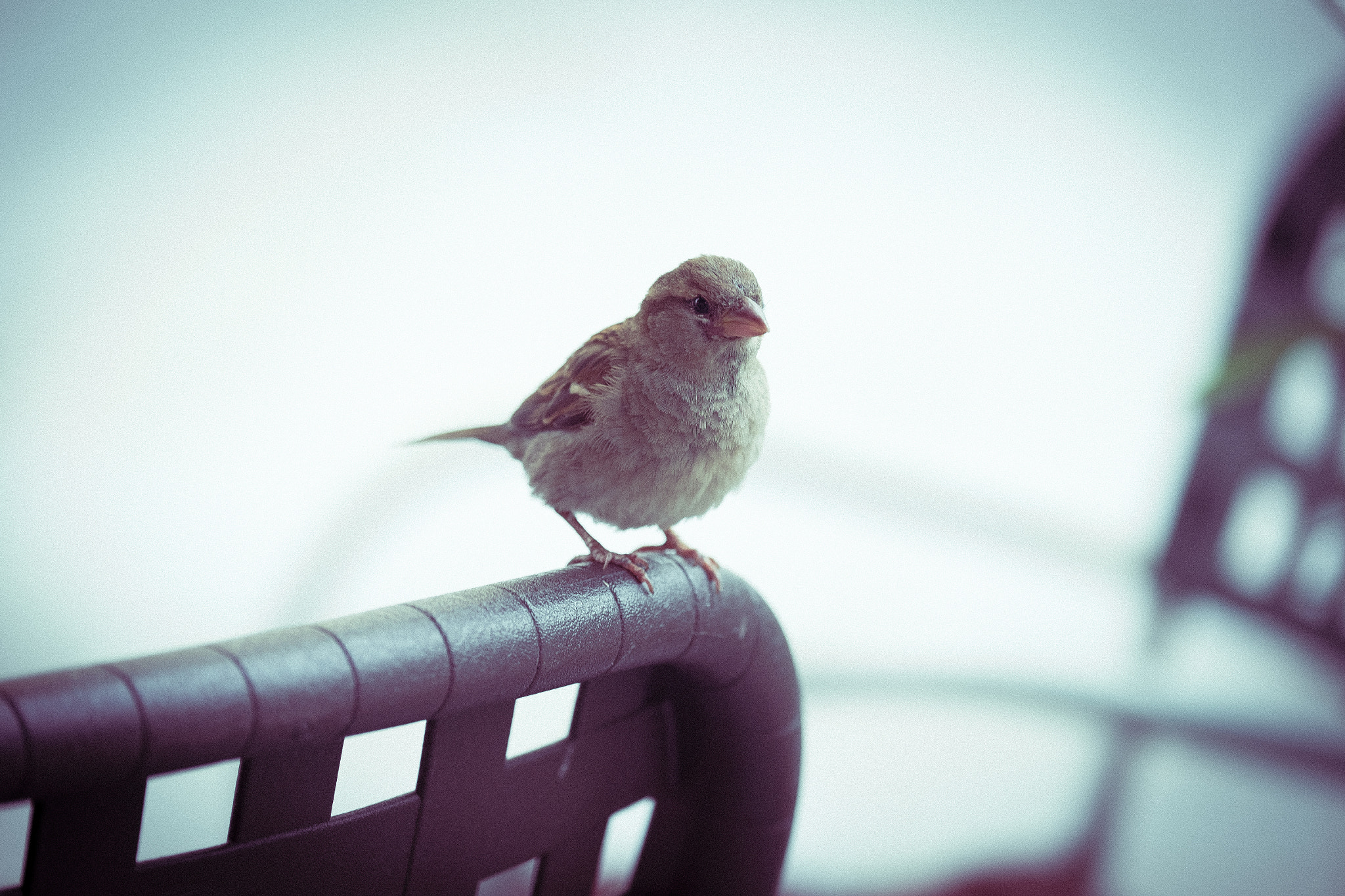 Fujifilm X-E2 + Fujifilm XF 50-140mm F2.8 R LM OIS WR sample photo. Bird on table photography