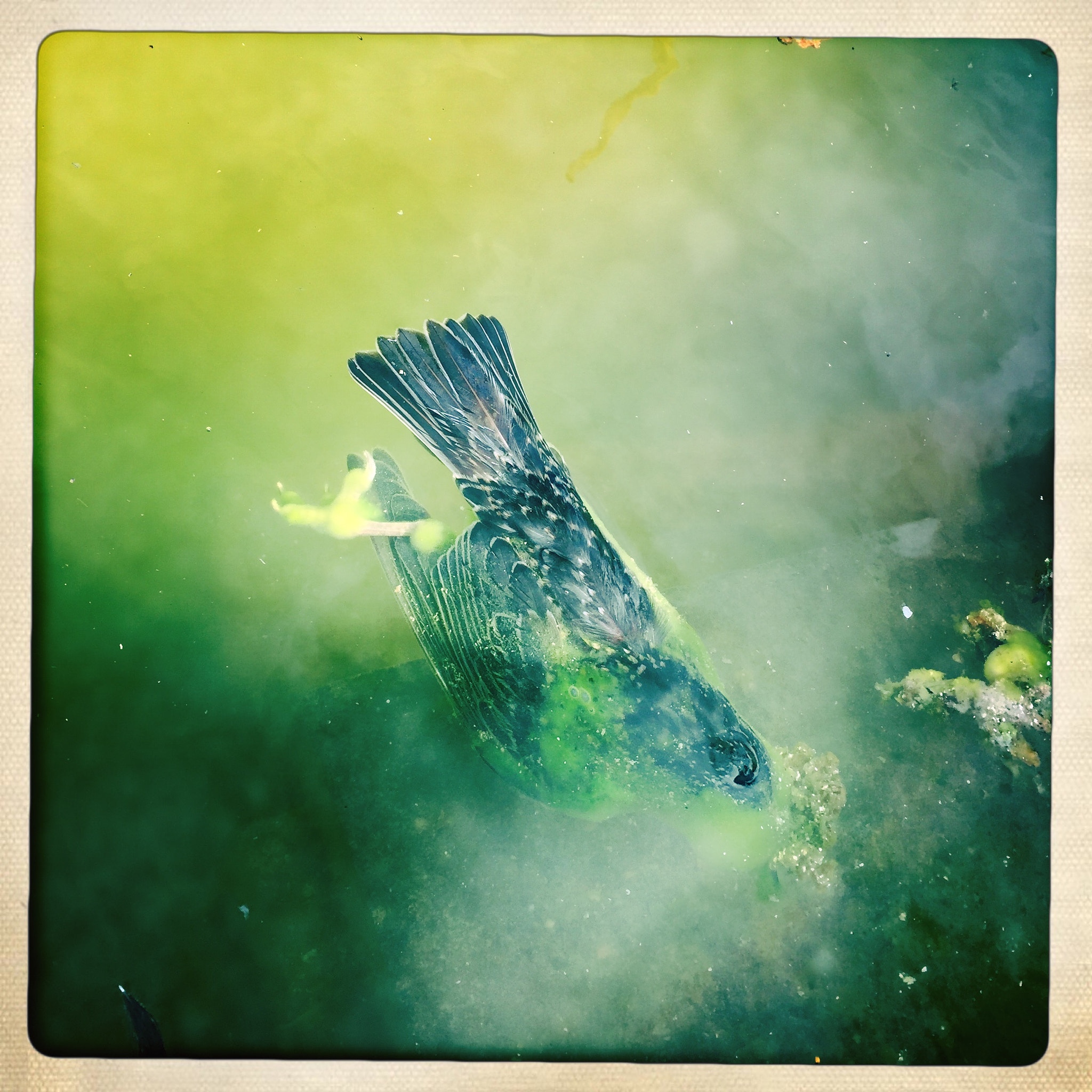 Hipstamatic 311 sample photo. Winter's thaw photography