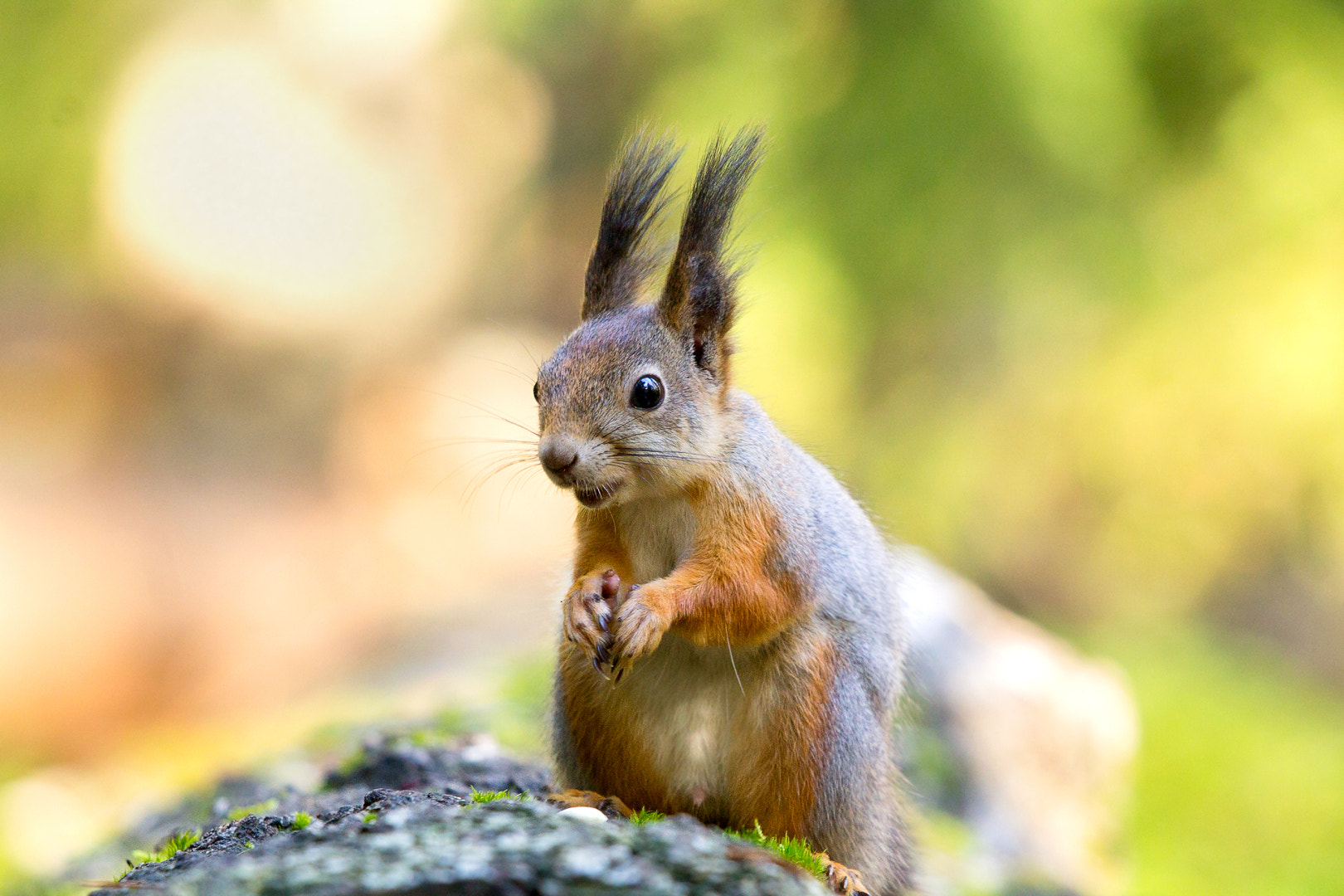 Canon EF 100-400mm F4.5-5.6L IS USM sample photo. Red squirrel photography