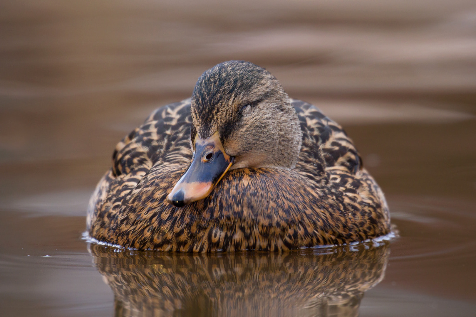 Canon EF 100-400mm F4.5-5.6L IS II USM sample photo. Sleepy day photography