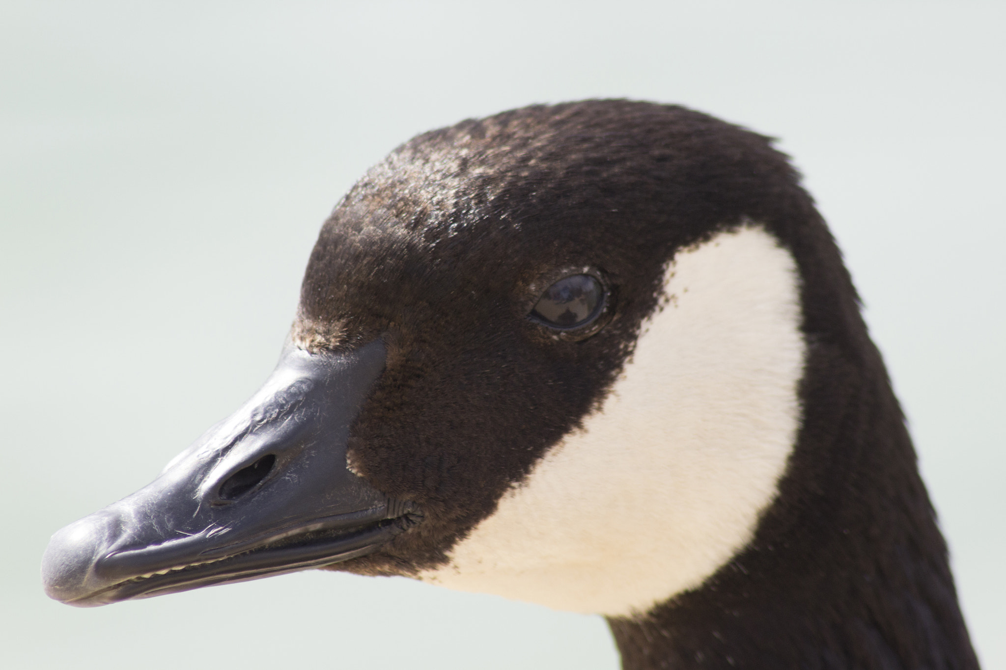 Canon EOS 1200D (EOS Rebel T5 / EOS Kiss X70 / EOS Hi) sample photo. Canada goose headshot photography