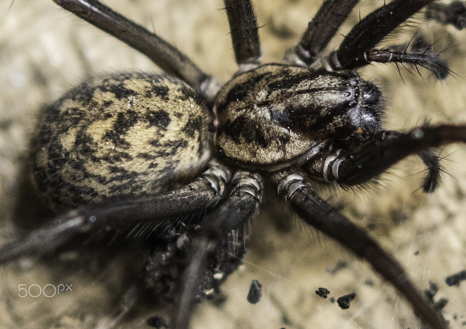 Nikon AF-S Micro-Nikkor 60mm F2.8G ED sample photo. Garden spider photography
